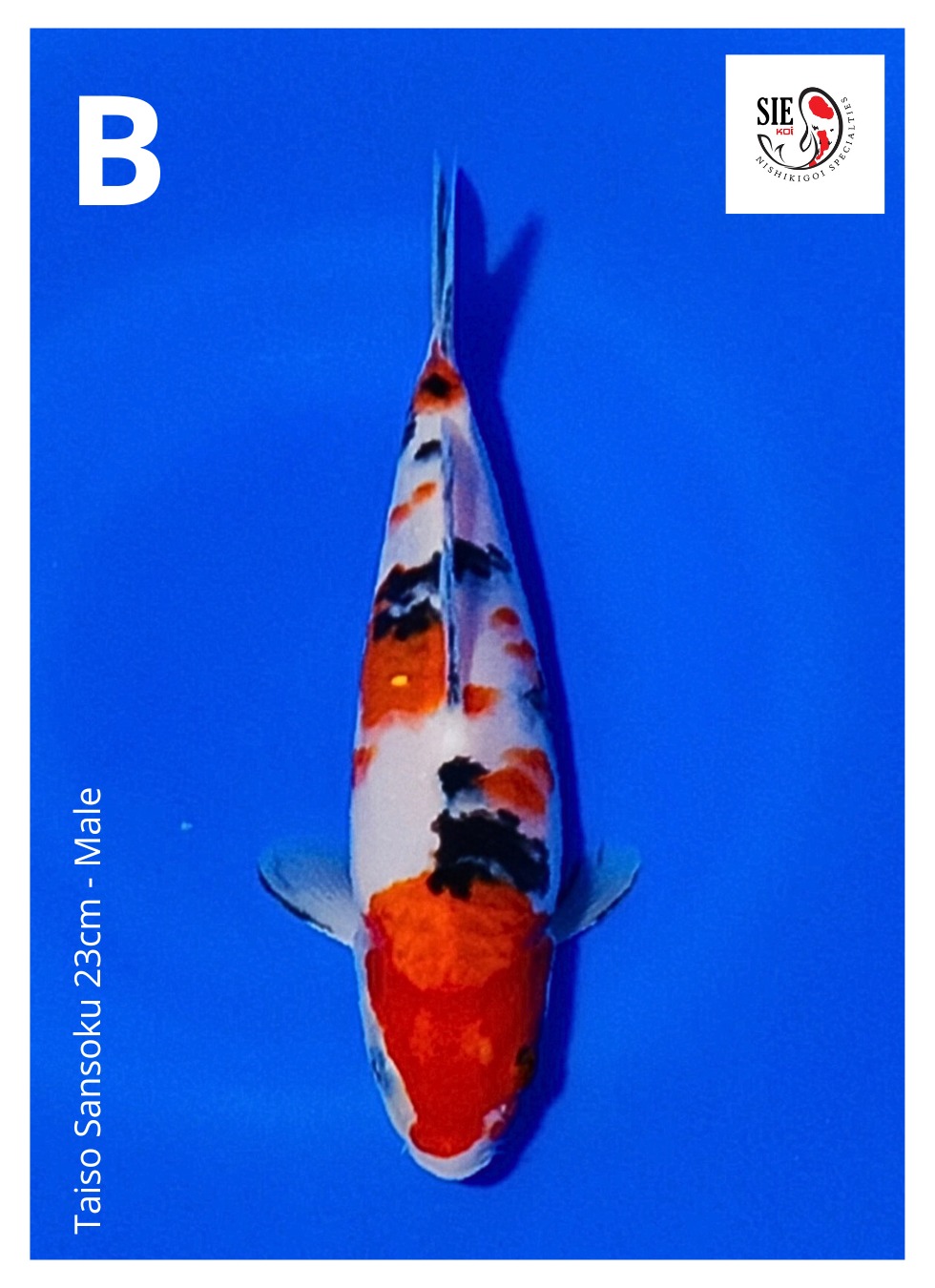 Lelang Koi Online, Jual Beli Ikan Koi, Pusat Jual Beli Koi, Info Lelang Koi Hari Ini, Platform Jual Beli Koi, Jual Beli Ikan Koi Online, Marketplace Ikan Koi, Jual Koi Terbaik, Tempat Beli Koi Berkualitas, Pasar Ikan Koi Online Terpercaya, Penjual Ikan Koi Terpercaya, Beli Koi Hias Online, Ikan Koi untuk Dijual, Koi Kualitas Terbaik, Toko Online Ikan Koi, Koi Hias Untuk Dijual, Jual Beli Ikan Koi Lokal, Koi Indonesia Online, Pusat Jual Beli Koi Terbesar