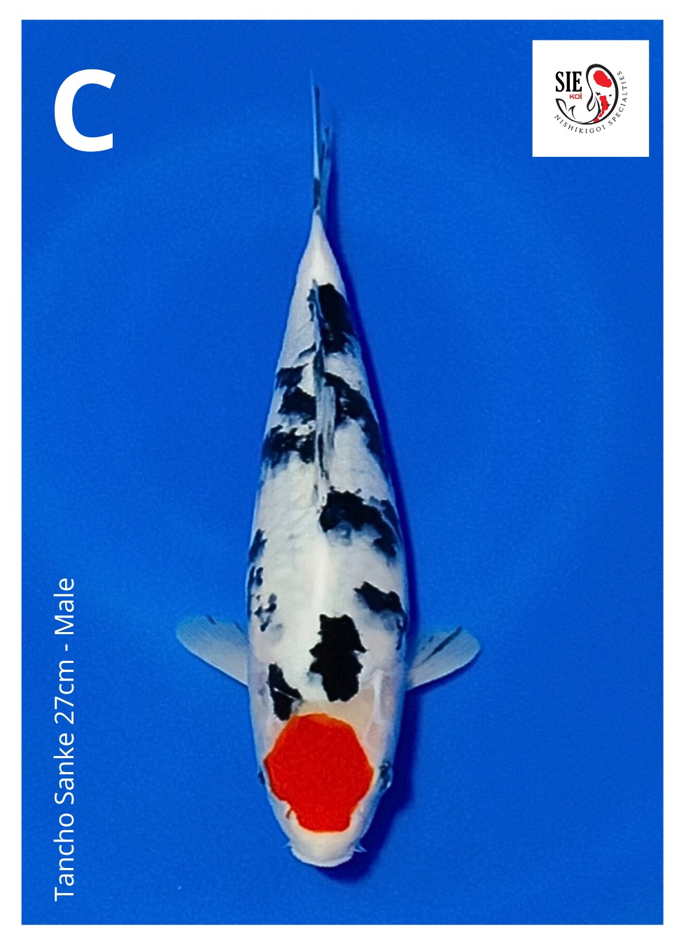 Lelang Koi Online, Jual Beli Ikan Koi, Pusat Jual Beli Koi, Info Lelang Koi Hari Ini, Platform Jual Beli Koi, Jual Beli Ikan Koi Online, Marketplace Ikan Koi, Jual Koi Terbaik, Tempat Beli Koi Berkualitas, Pasar Ikan Koi Online Terpercaya, Penjual Ikan Koi Terpercaya, Beli Koi Hias Online, Ikan Koi untuk Dijual, Koi Kualitas Terbaik, Toko Online Ikan Koi, Koi Hias Untuk Dijual, Jual Beli Ikan Koi Lokal, Koi Indonesia Online, Pusat Jual Beli Koi Terbesar