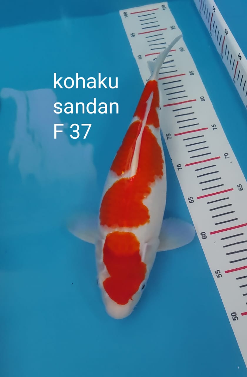 KOHAKU SANDAN 37cm