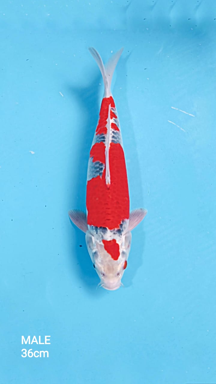 GOSHIKI 36cm