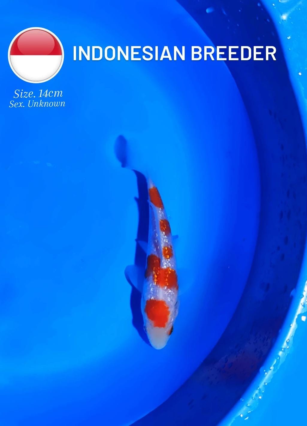 KOHAKU GINRIN SIZE 14cm