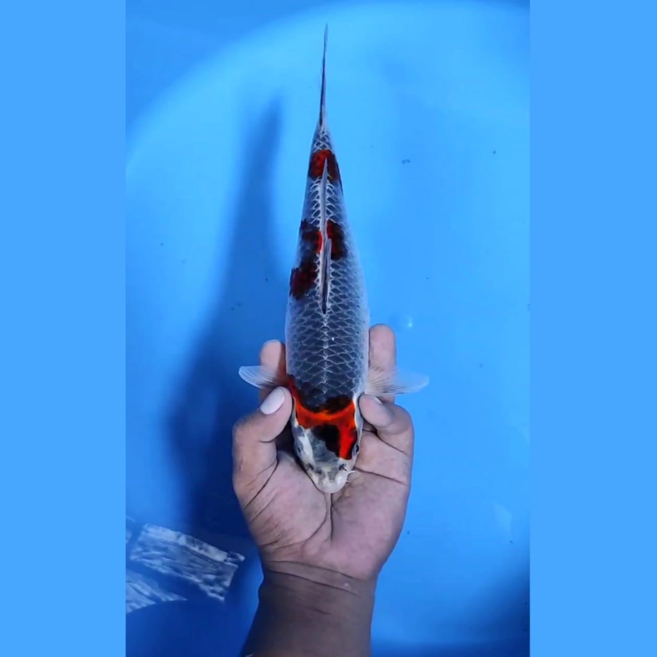 REDKURO GHOSIKI 3STEP ORIGINAL JARING TOP 29cm