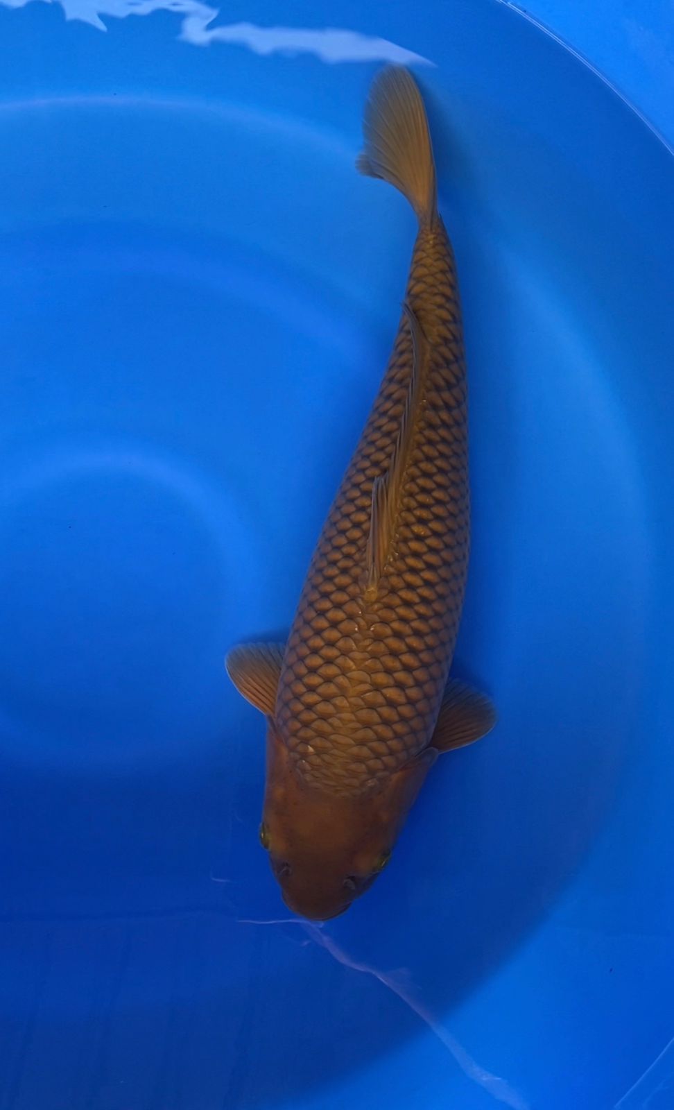 CHAGOI 47cm