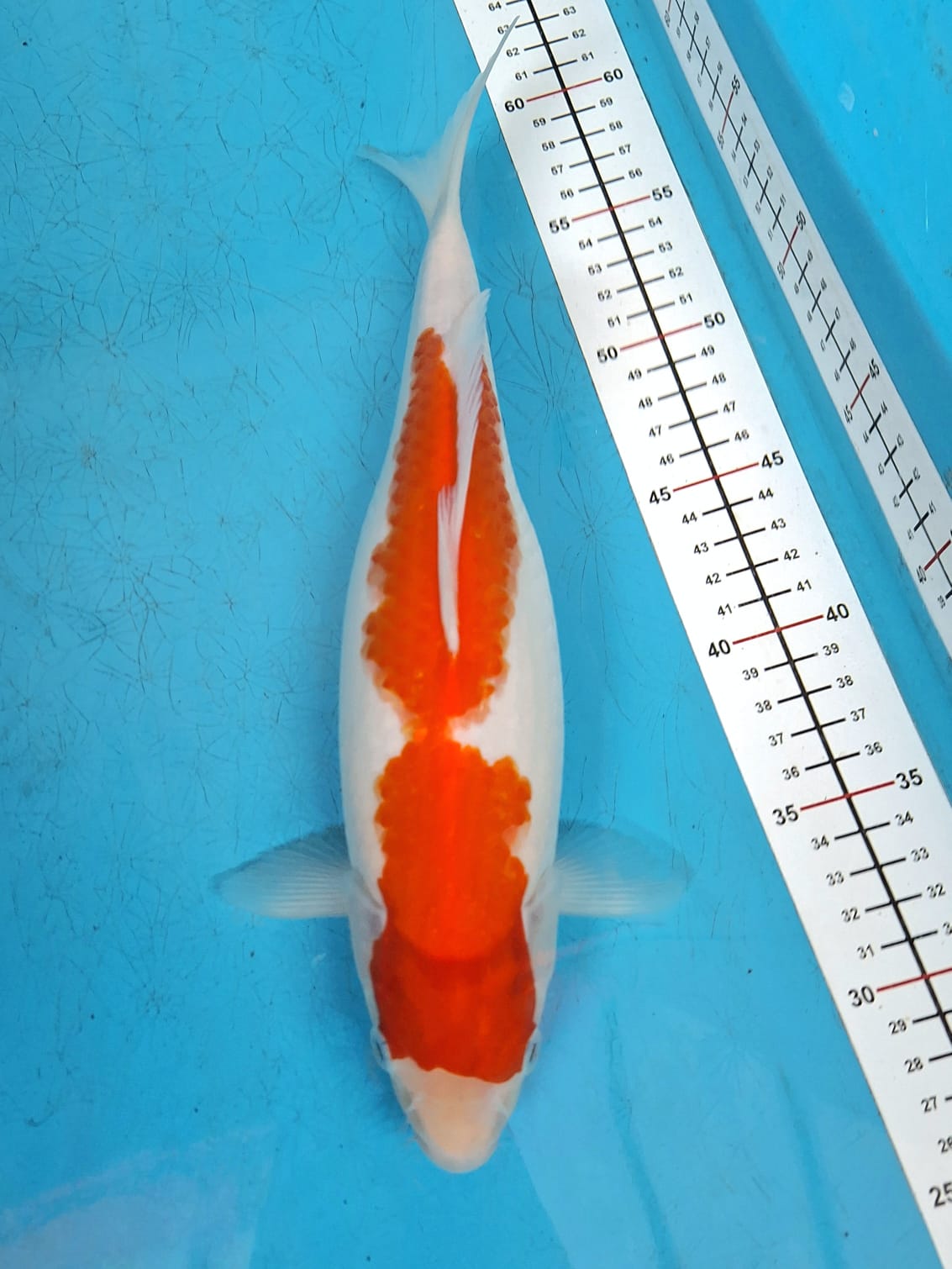 KOHAKU CALON INDUK 33cm