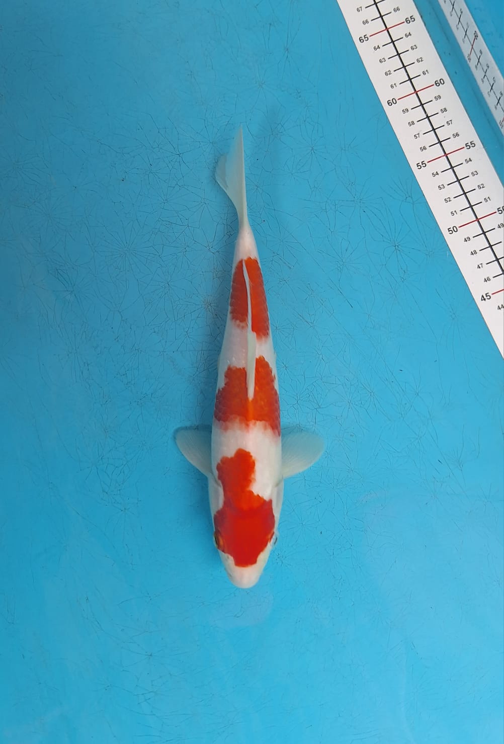 KOHAKU HQ 28cm