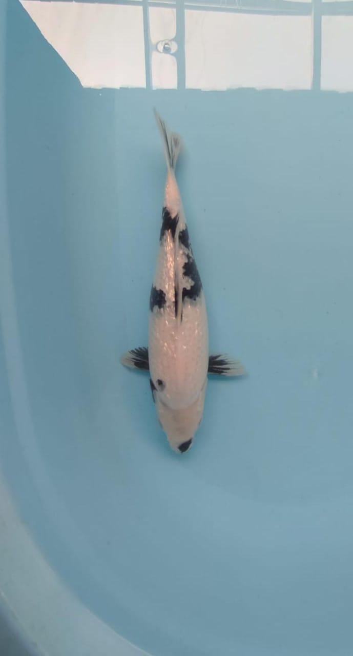 SHIRO UTSHURI GINRIN SQ 34cm