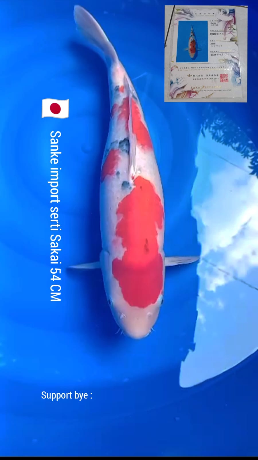 SANKE SAKAI FARM 54cm