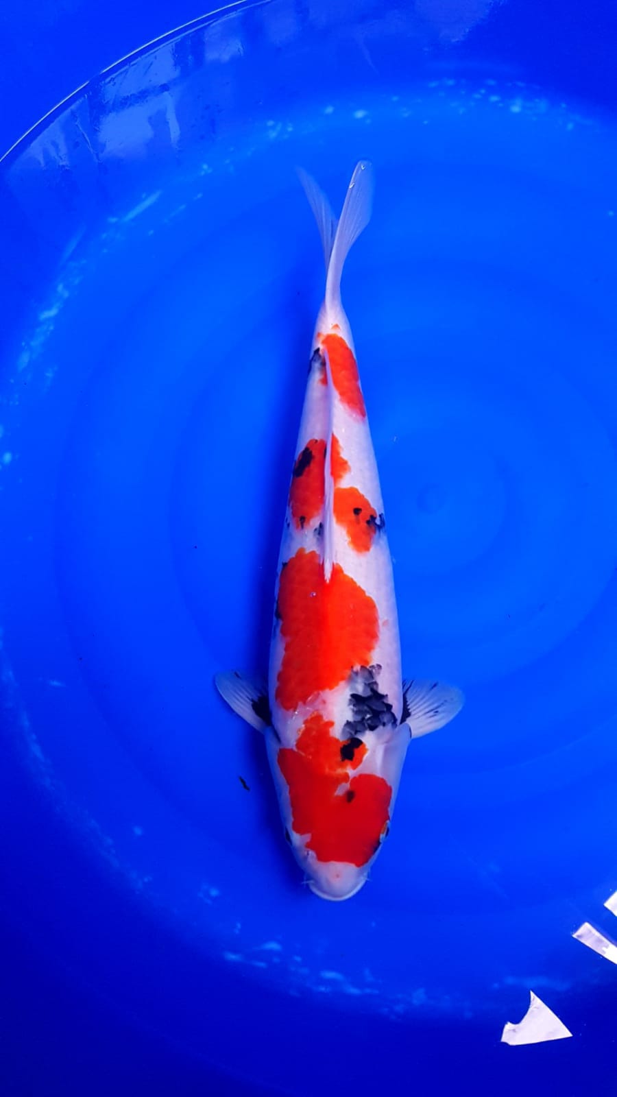 SHOWA 45cm