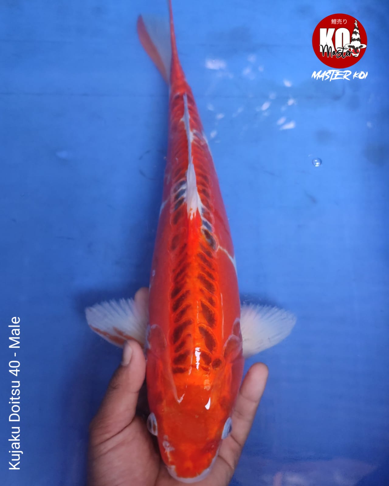 RED KUJAKU DOITSU 40cm