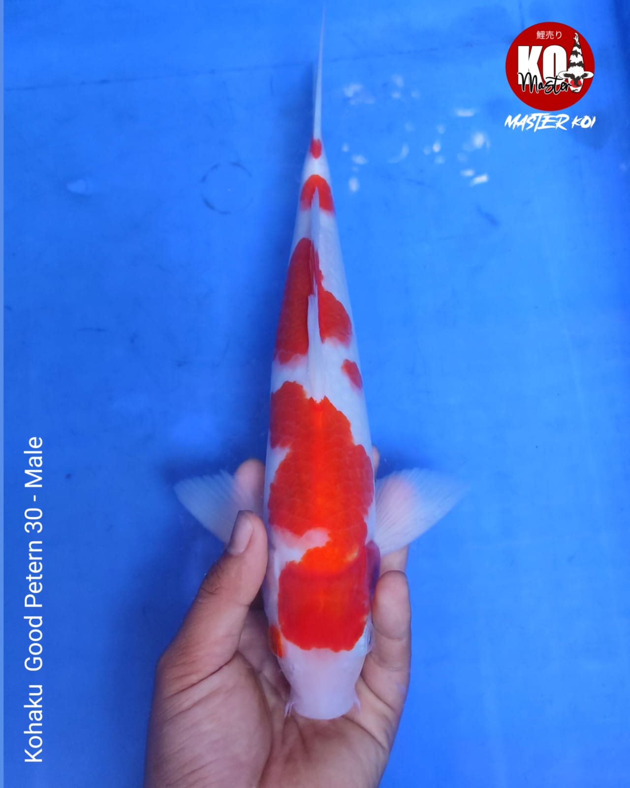 KOHAKU HQ 30cm