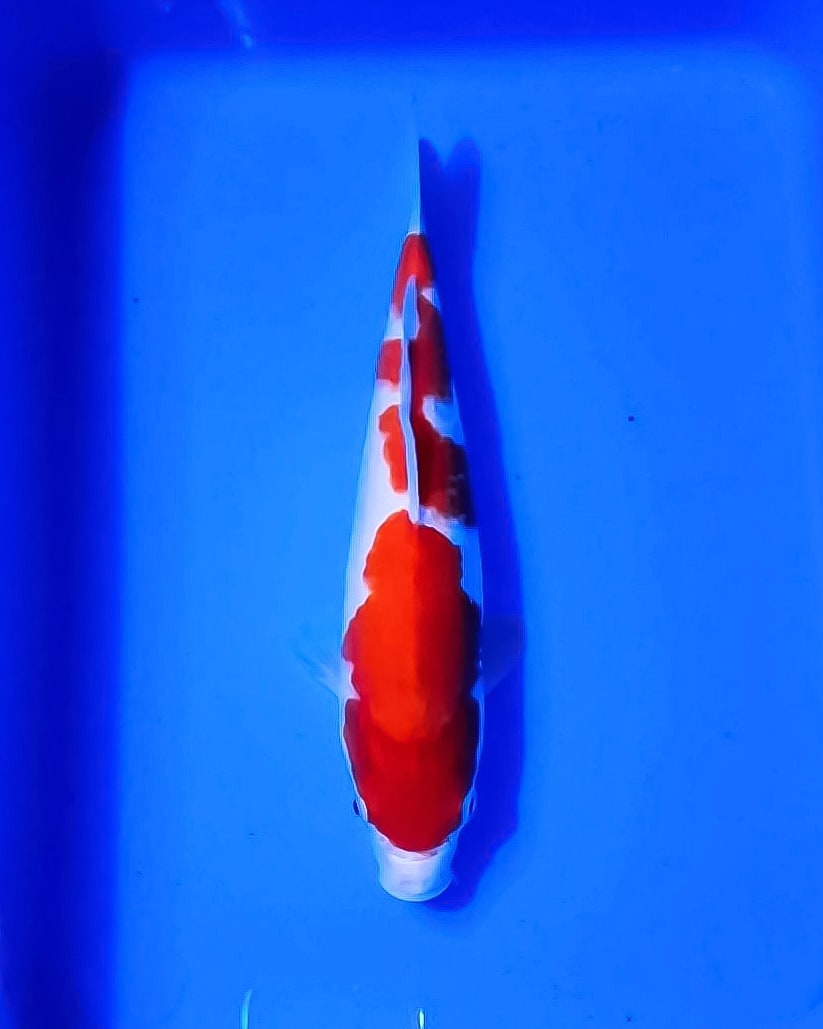 KOHAKU SIZE 23cm