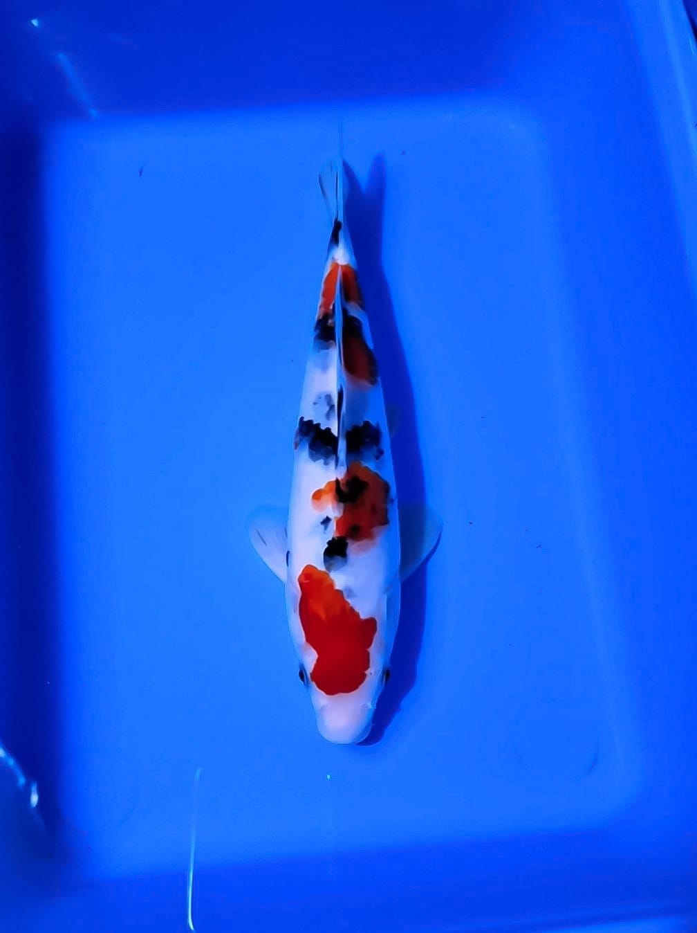 SANKE 25cm