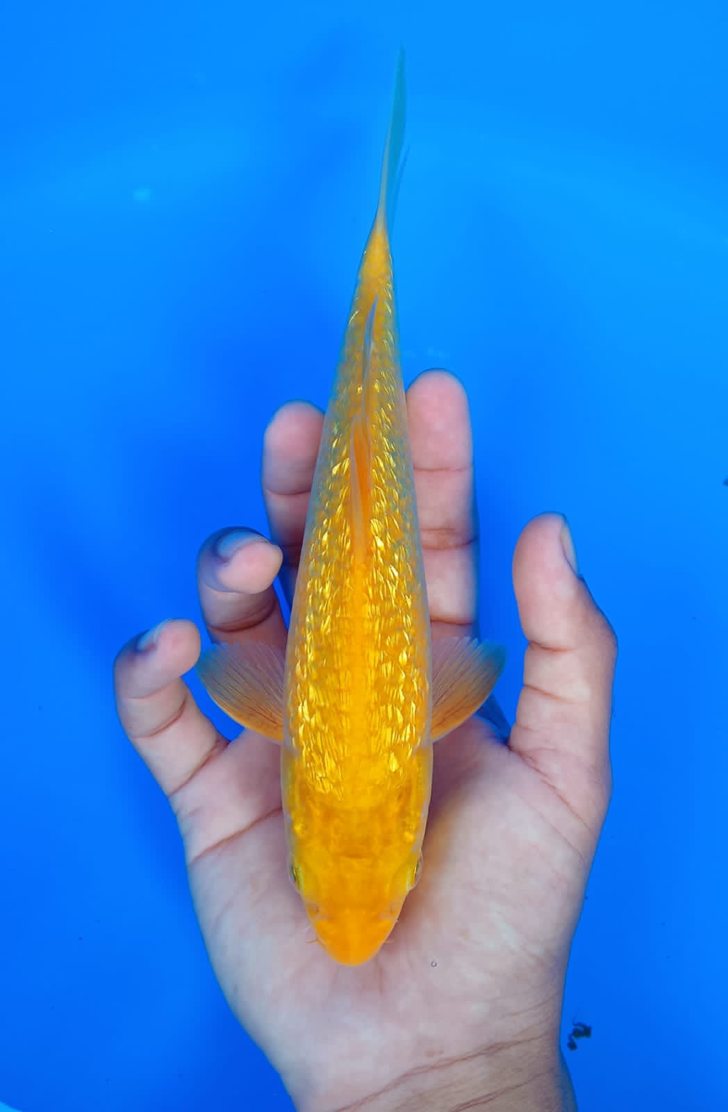 KARASI GINRIN 22cm