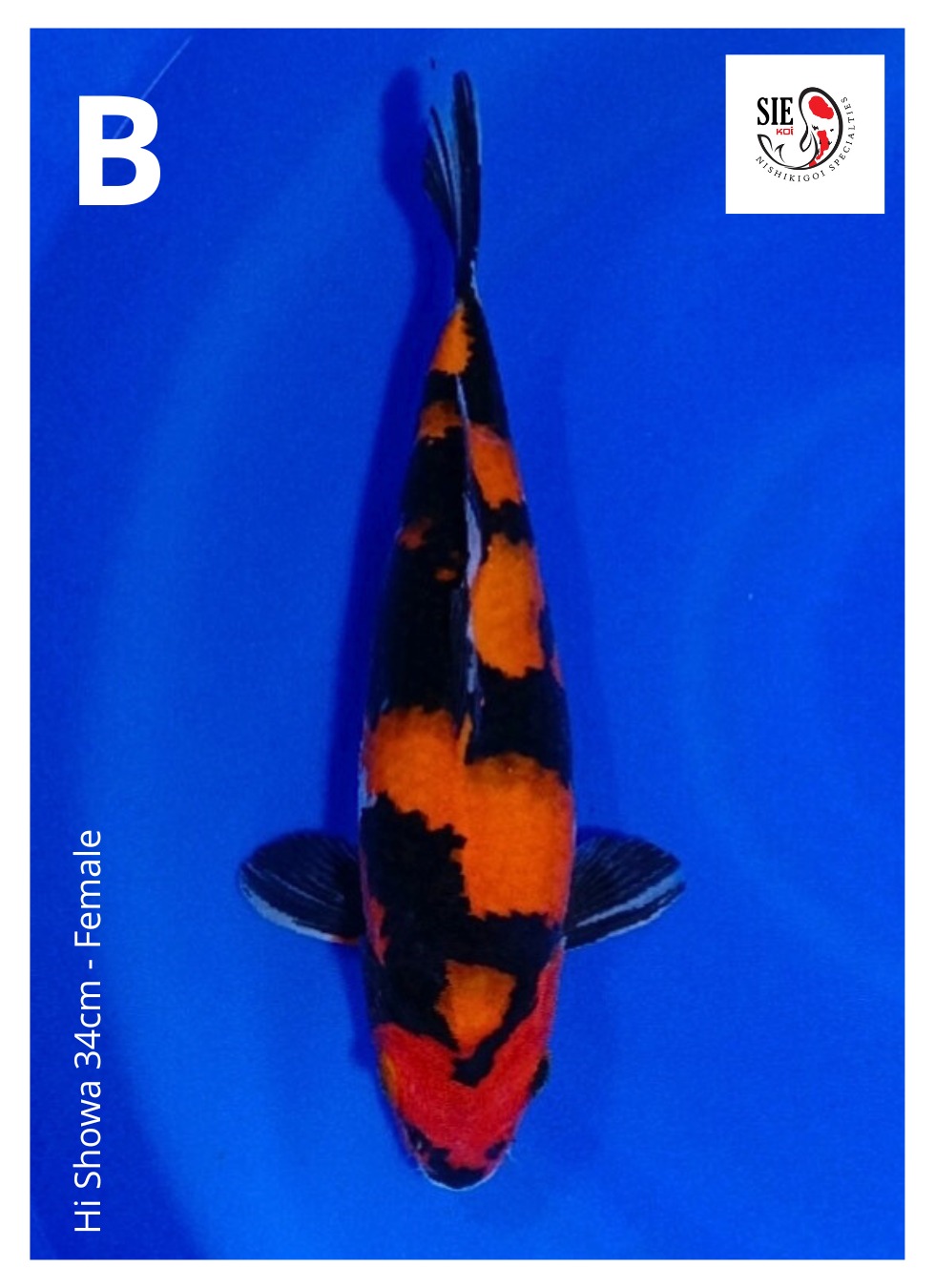 HI SHOWA 34cm