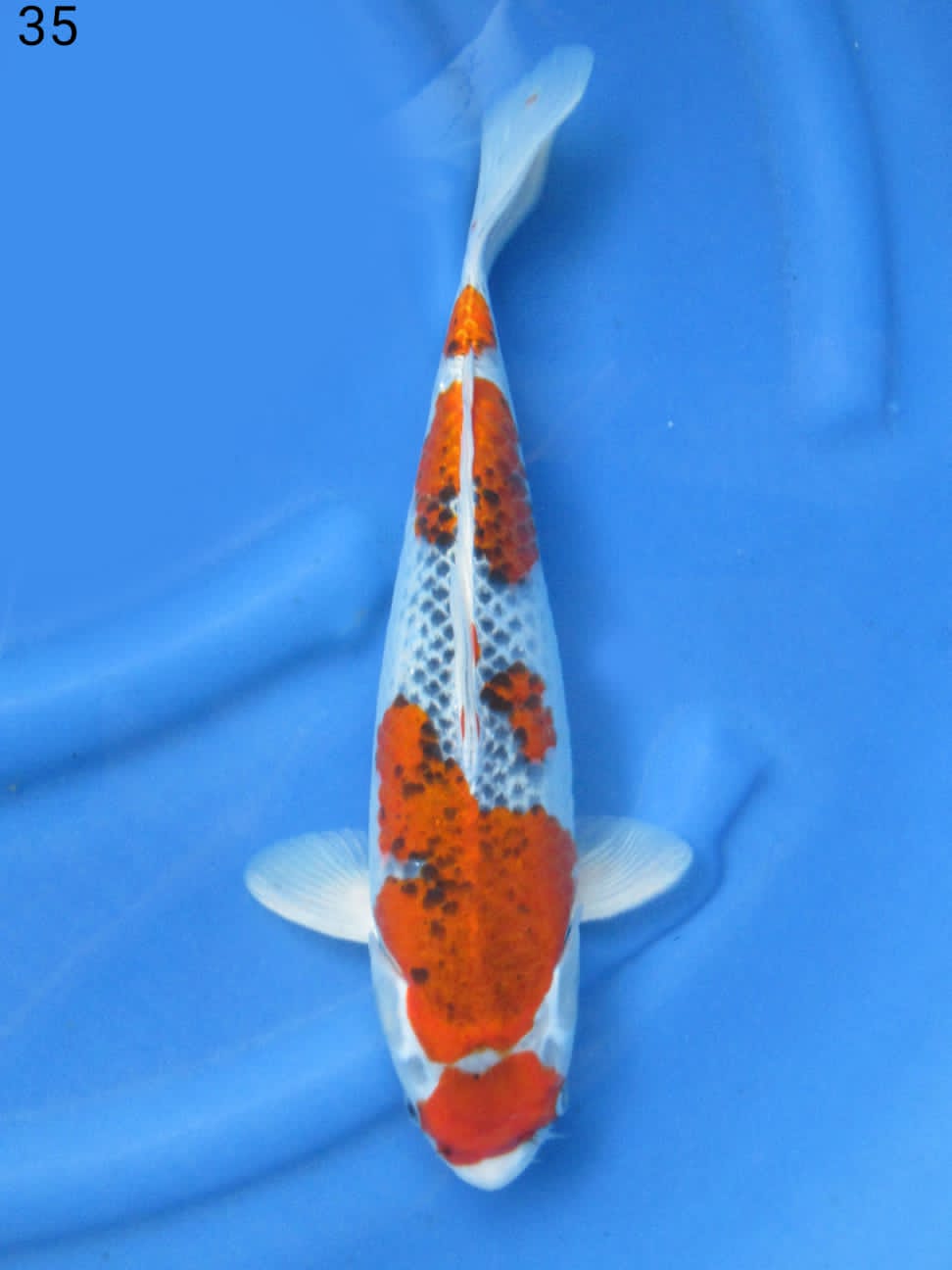 GOSHIKI 35cm