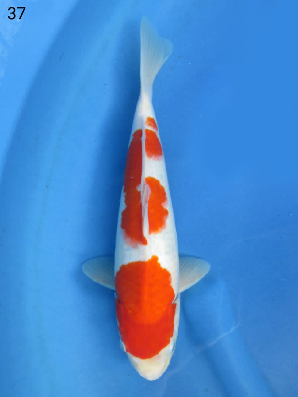 KOHAKU HALUS 37cm