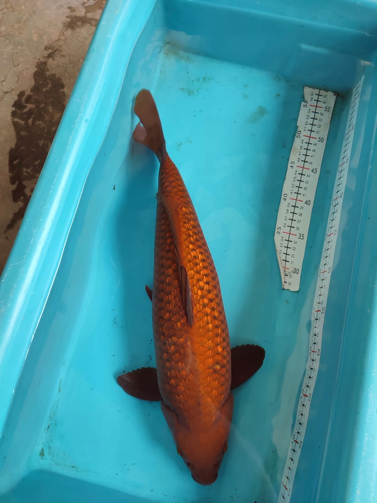 CAGOI TEMBAGA GINRIN 48cm