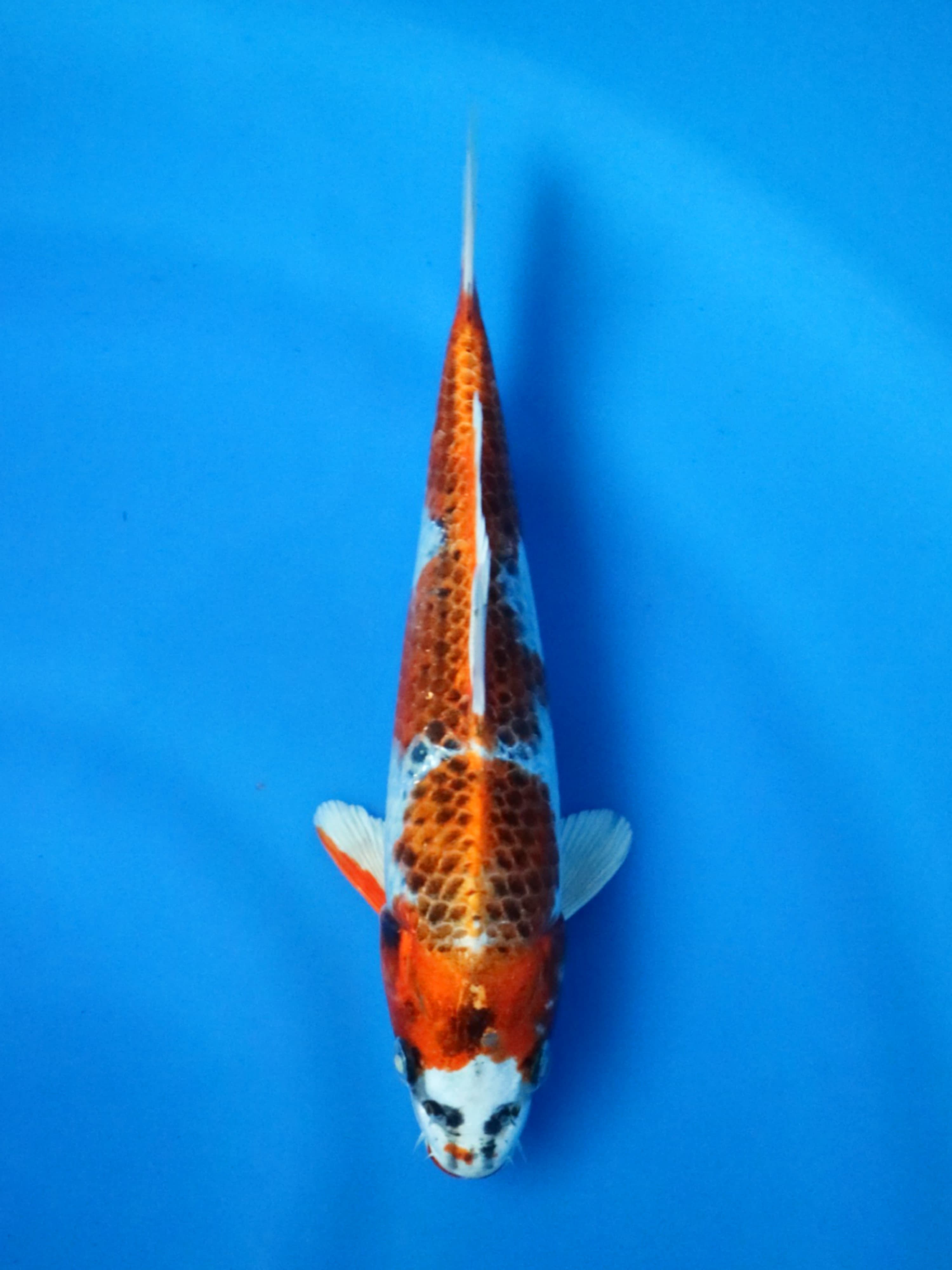 KUJAKU 25cm