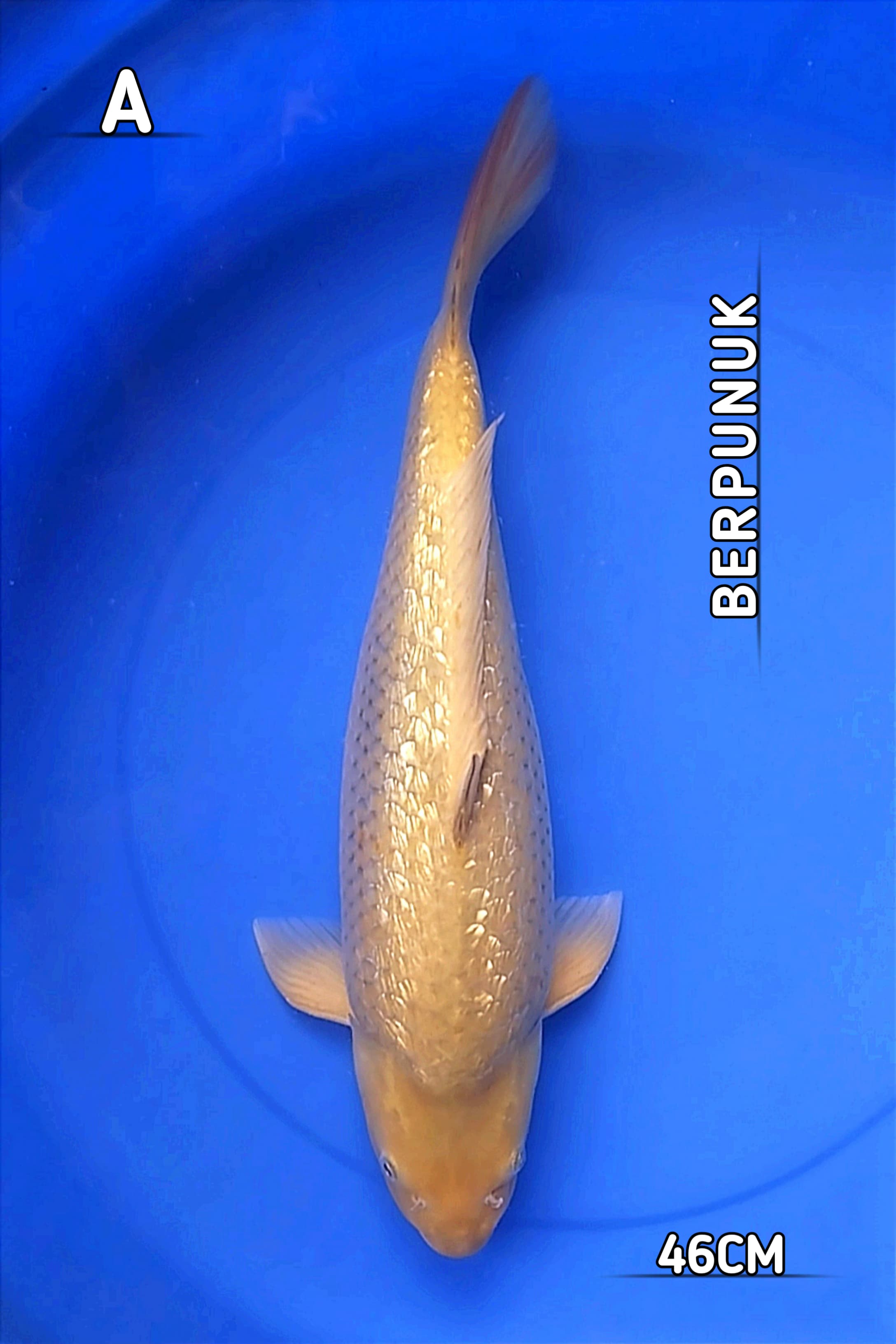 HQ MIDORI GINRINBULKY BERPUNUK 46cm