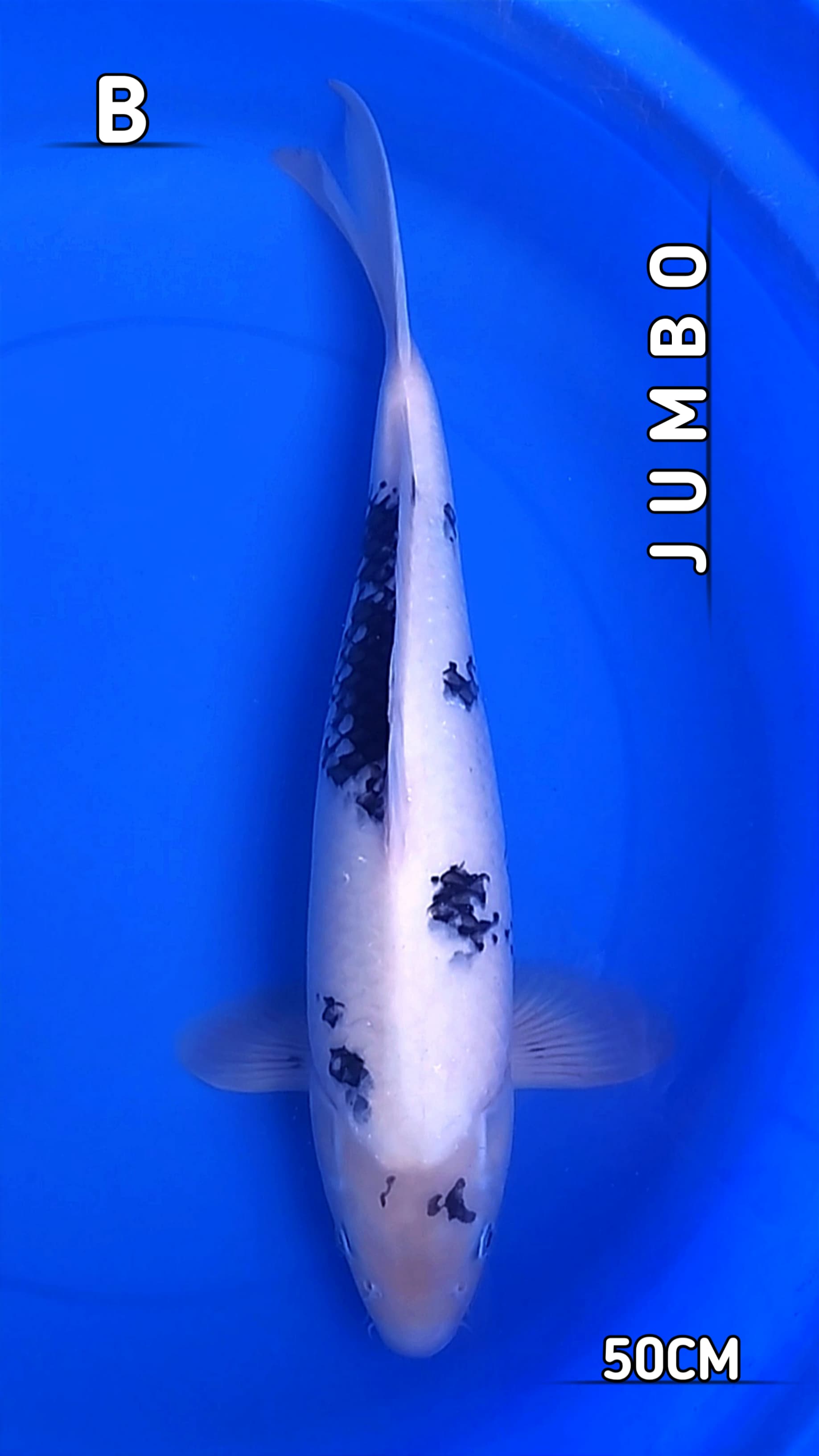 HQ SHIRO SISIK JUMBO BERSIH 50cm