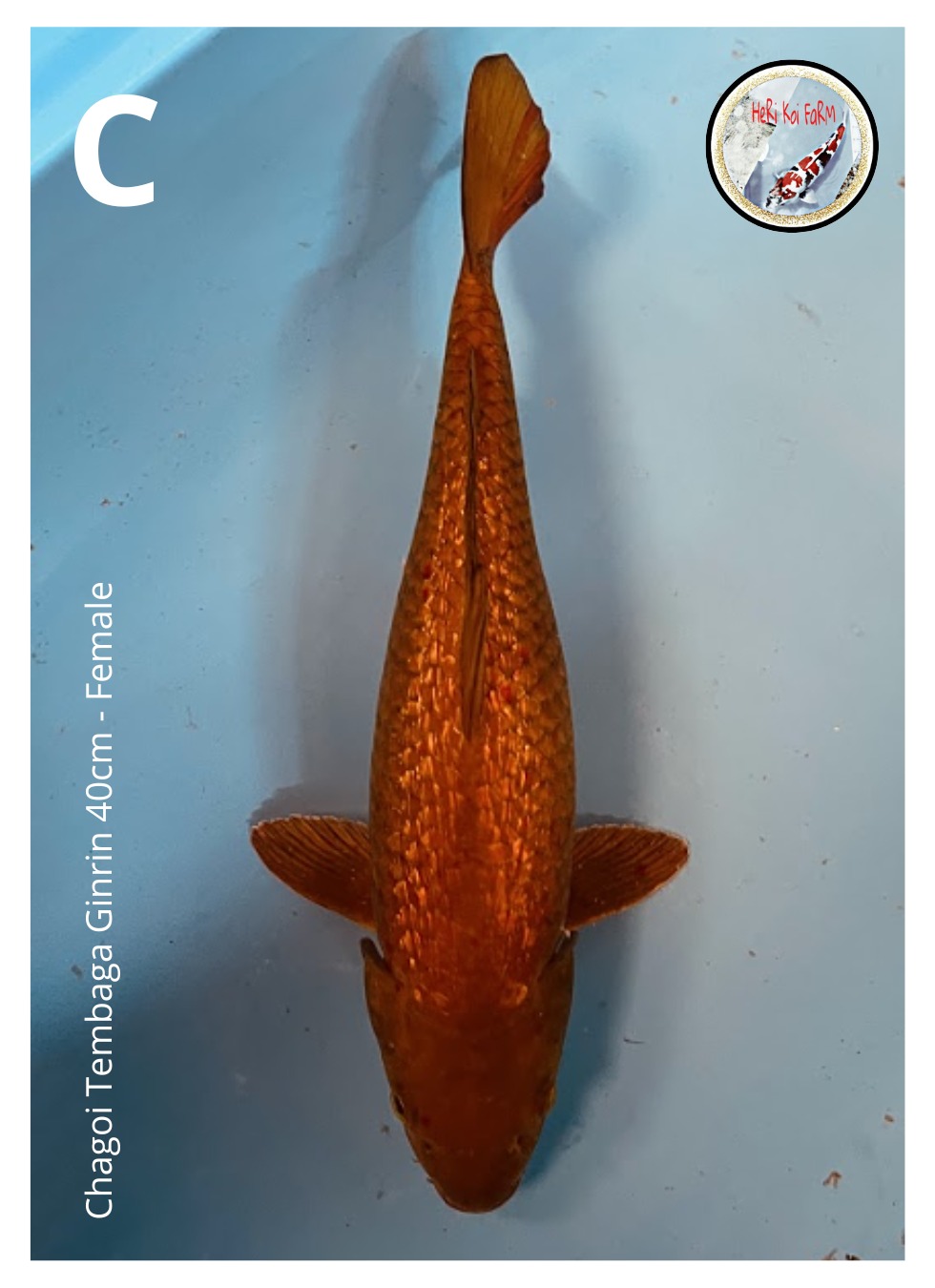 CHAGOI TEMBAGA GINRIN 40cm