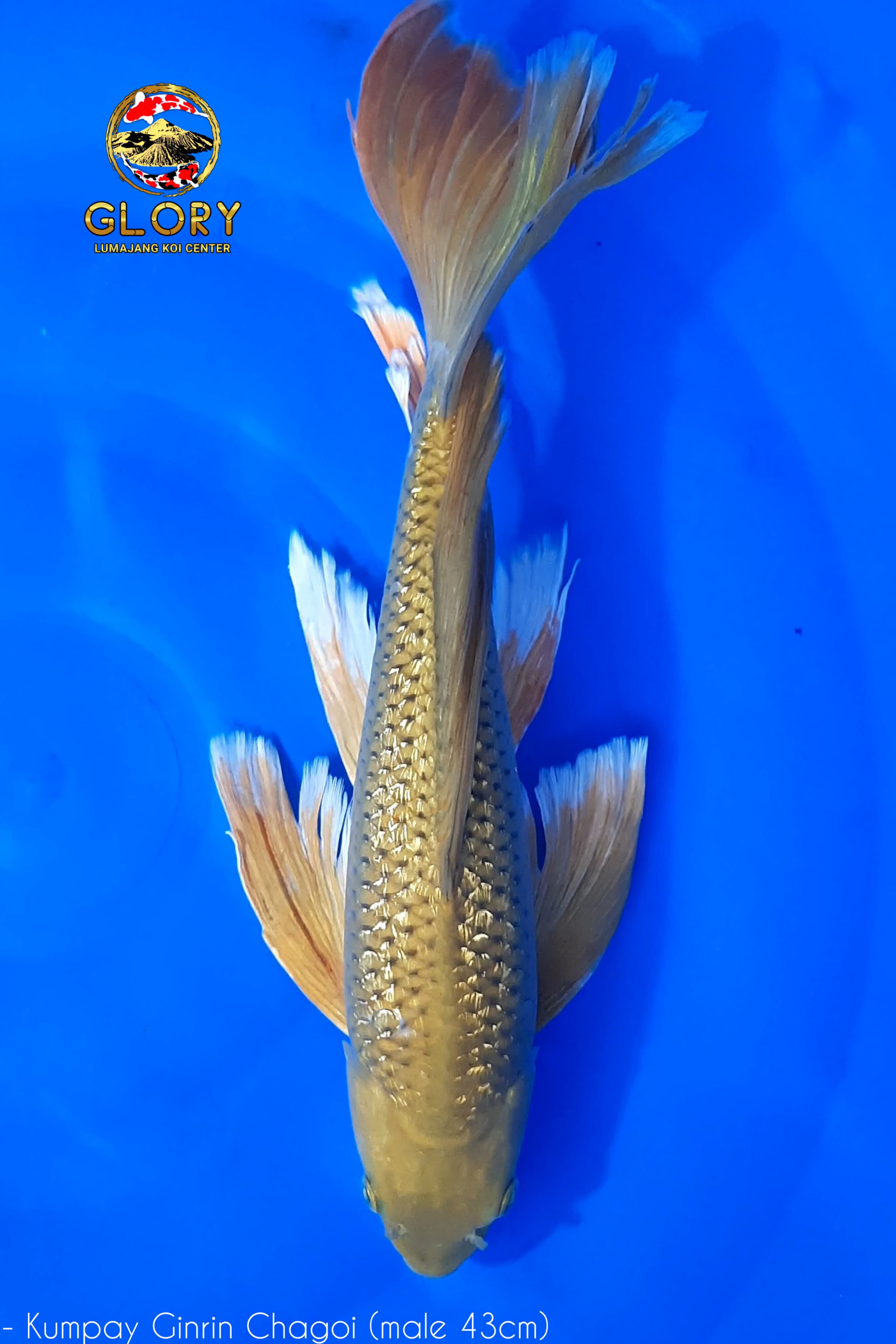 KUMPAY CHAGOI GINRIN 43cm