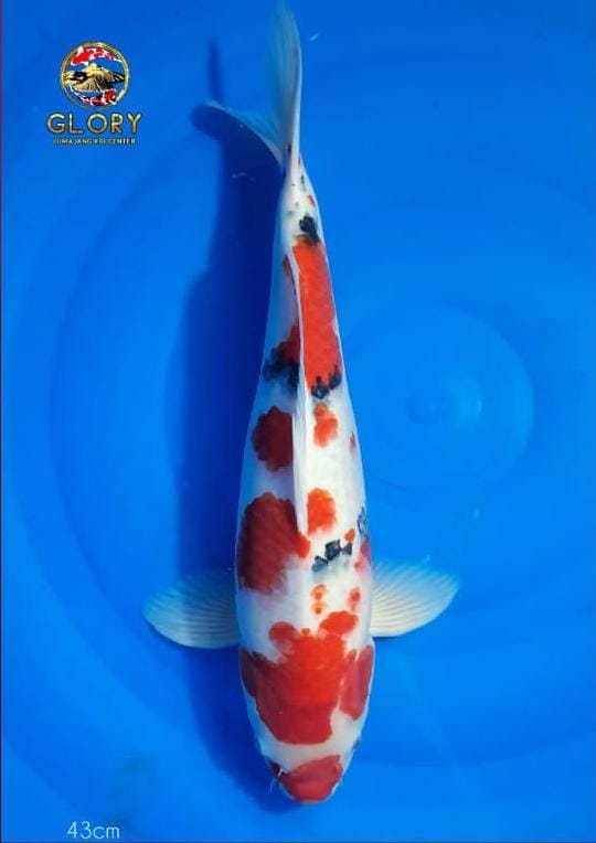 TAISHO SANSHOKU 43cm