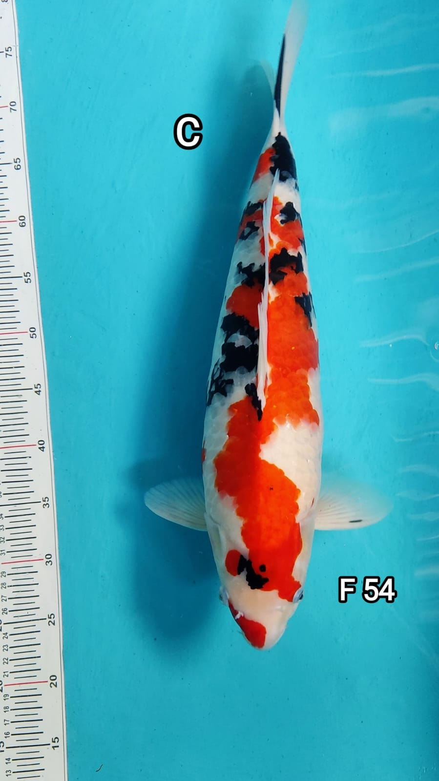 SANKE F 54cm