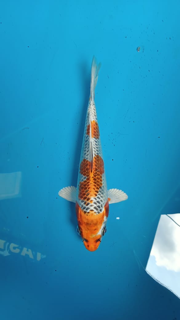 KUJAKU SQ 17cm