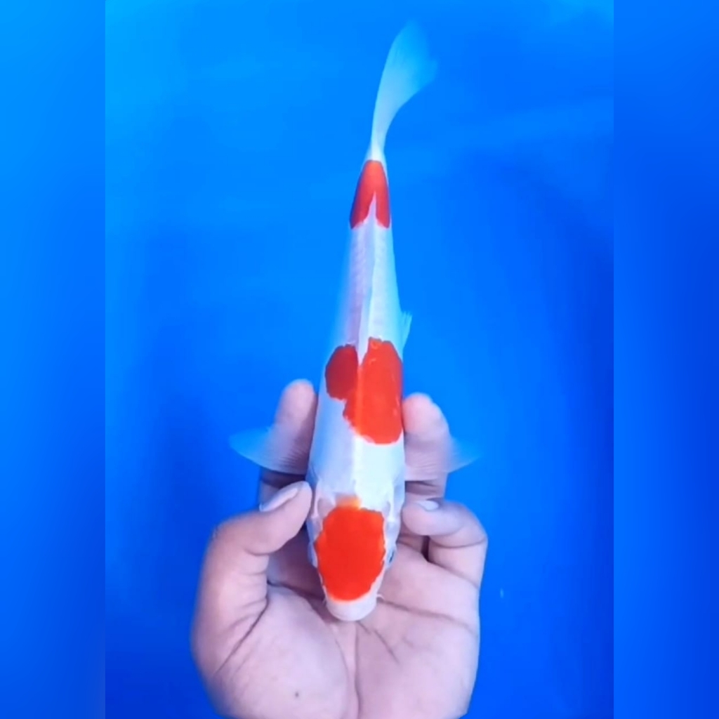 MARUTEN KOHAKU DOITSU 24cm