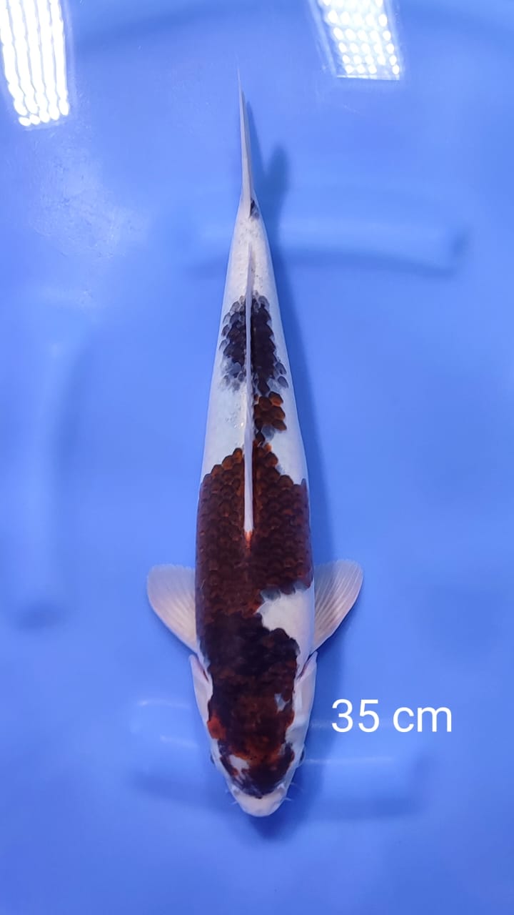 GOROMO 35cm