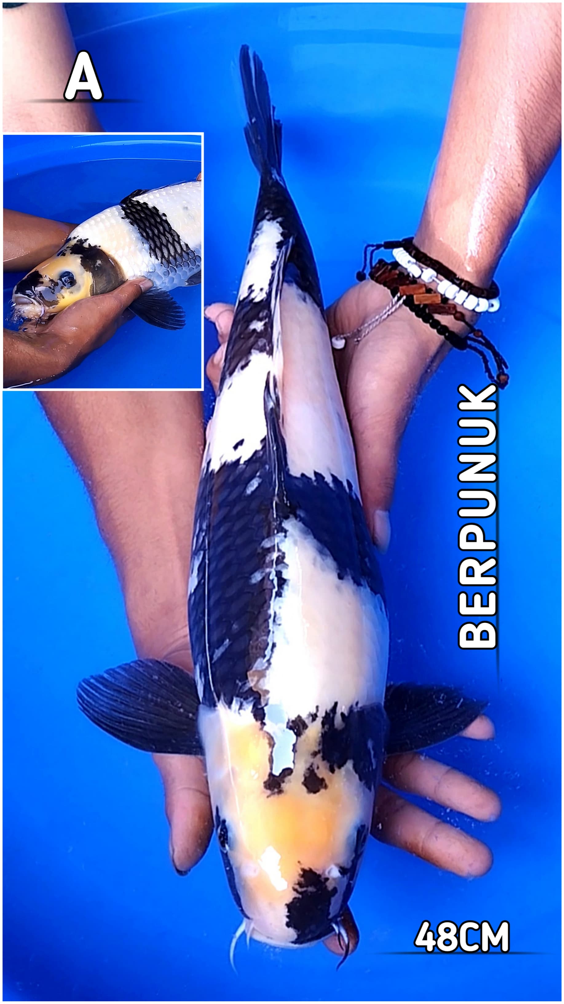 HQ SHIRO UTSURI BERSIH BERPUNUK 48cm