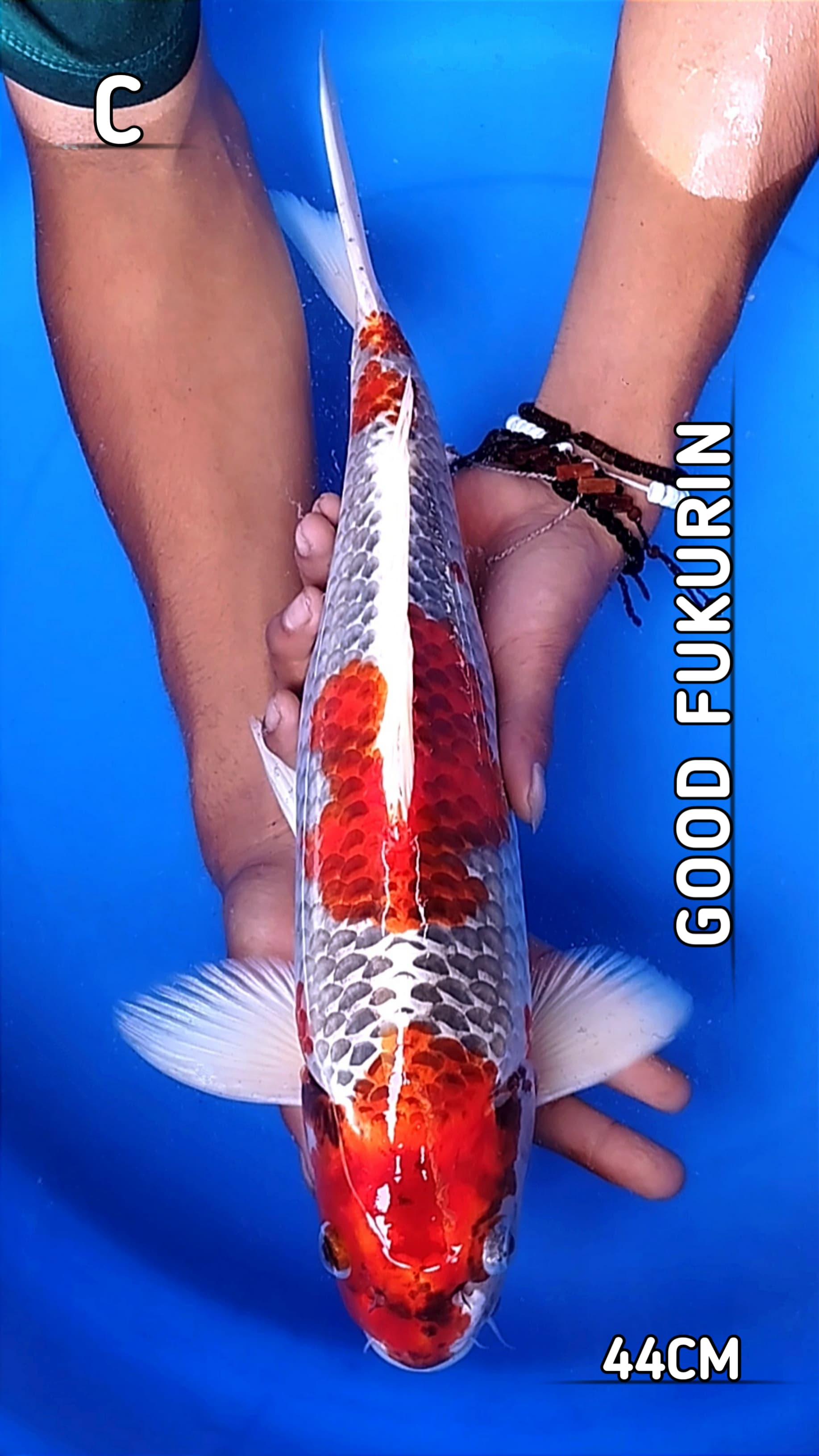 KUJAKU GOOD FUKURIN 44cm
