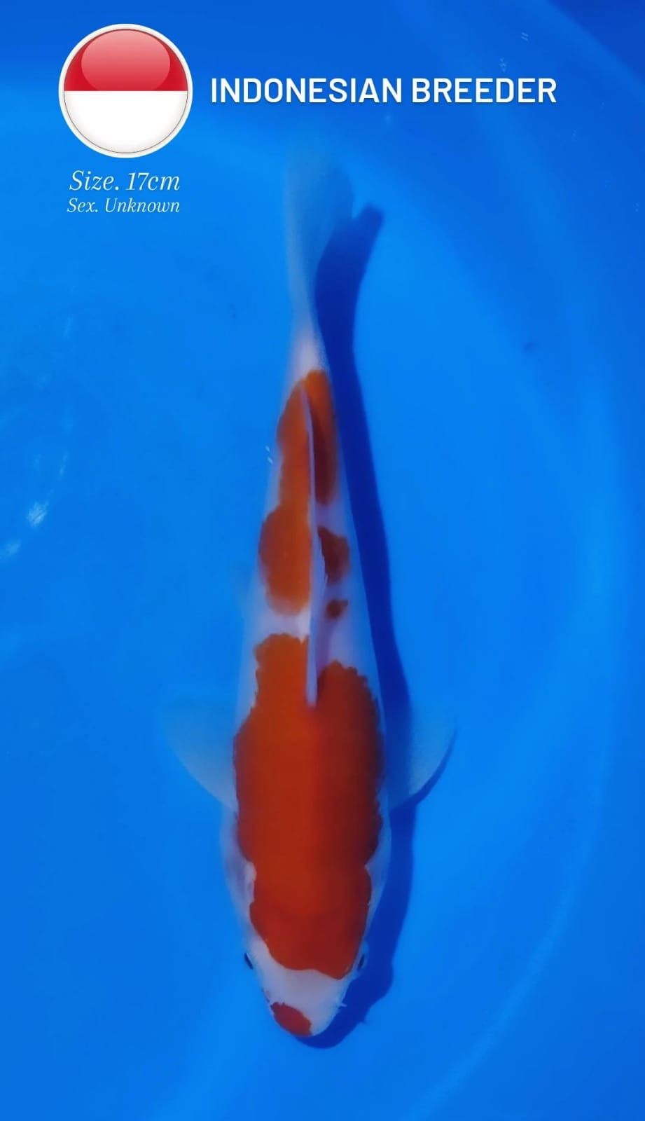 KOHAKU 17cm