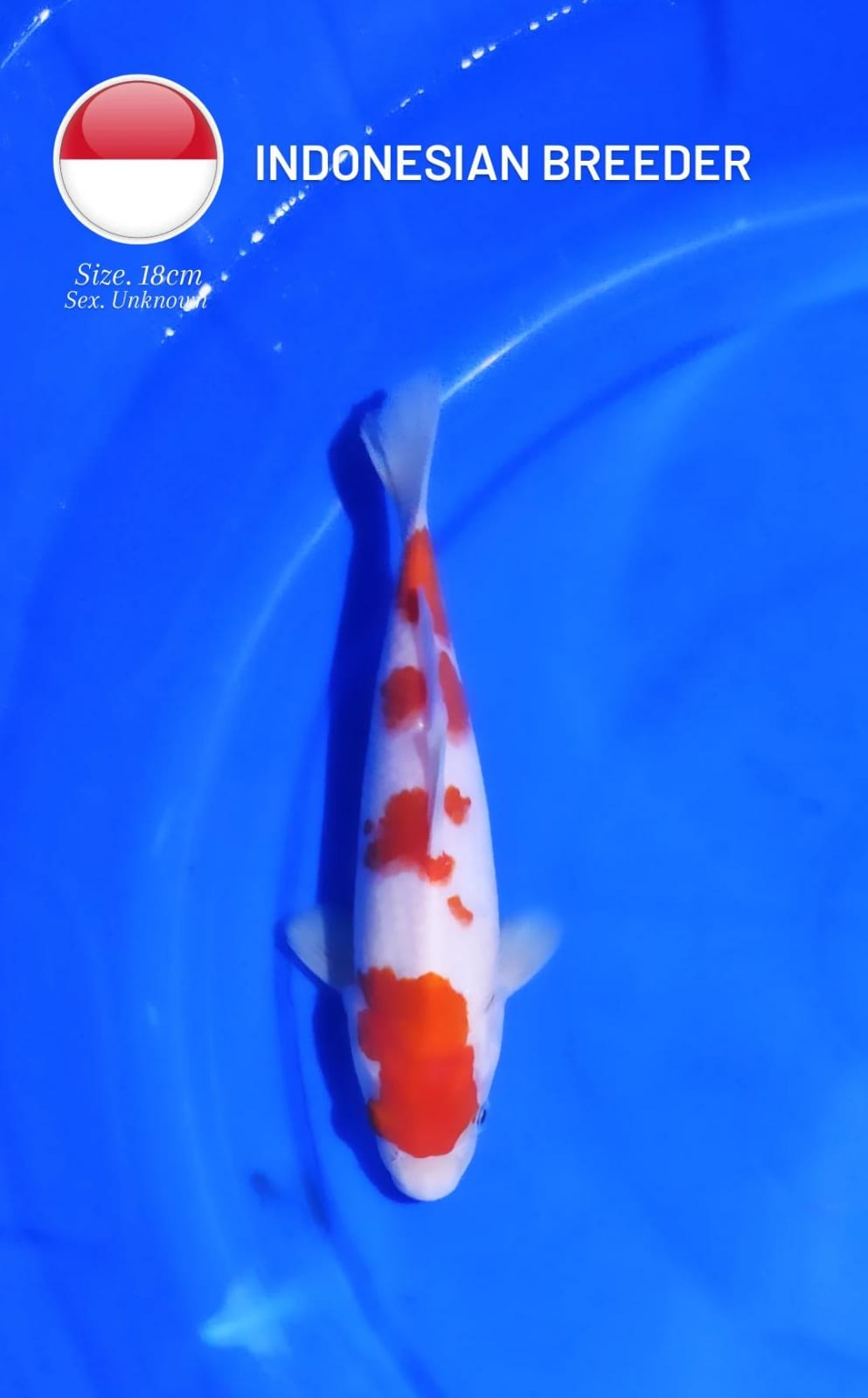 KOHAKU 18cm