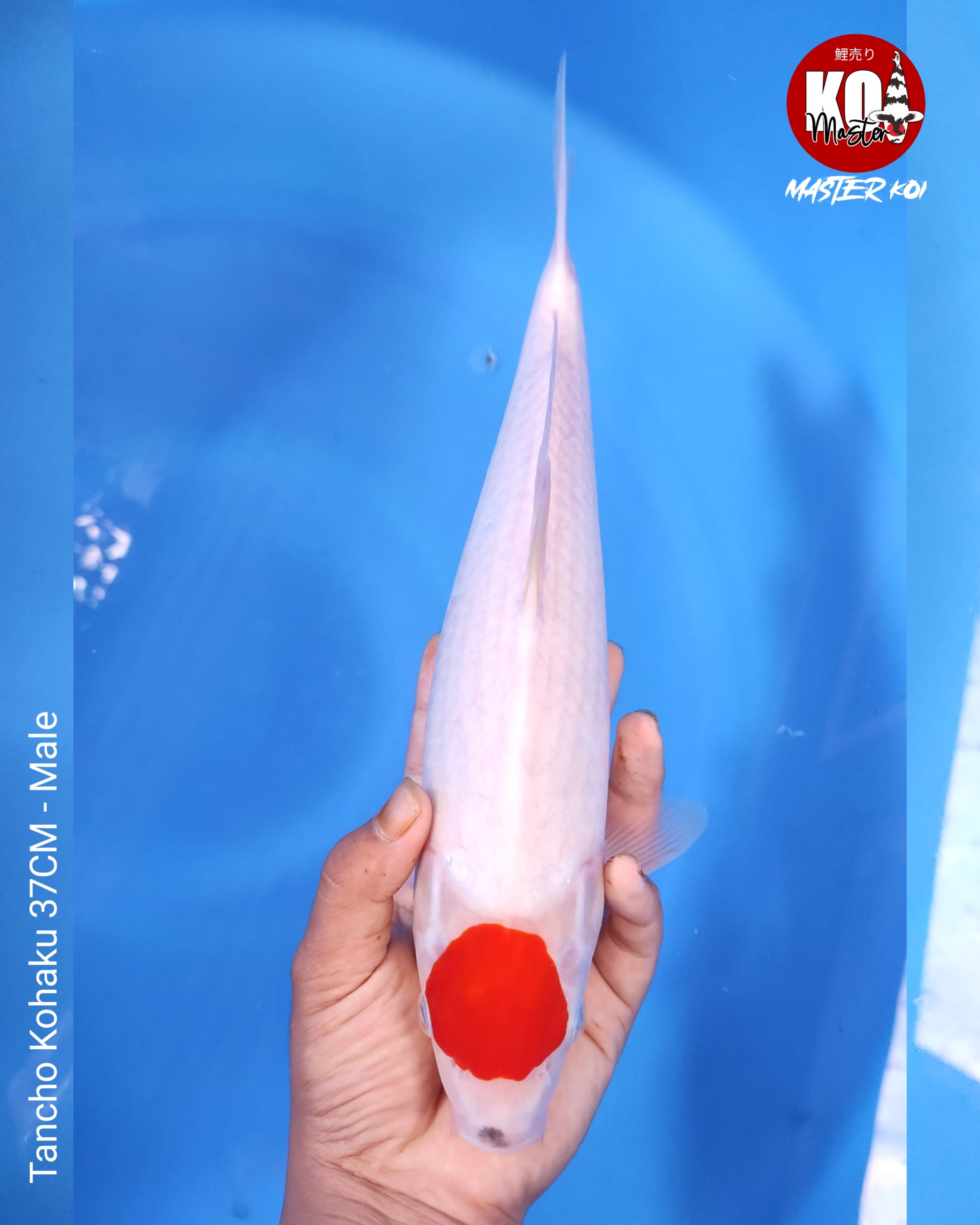 SPEZIAL TANCHO KOHAKU 37cm