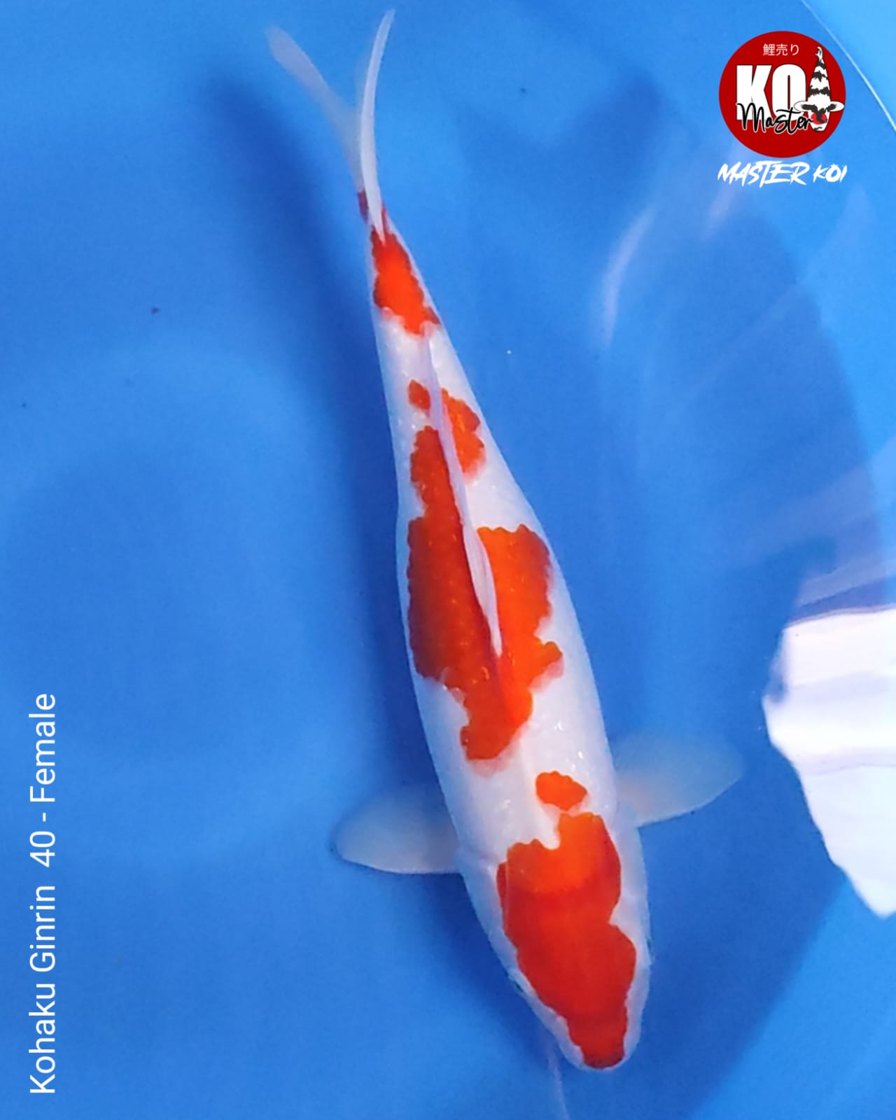 KOHAKU HIGH QUALITY 42cm
