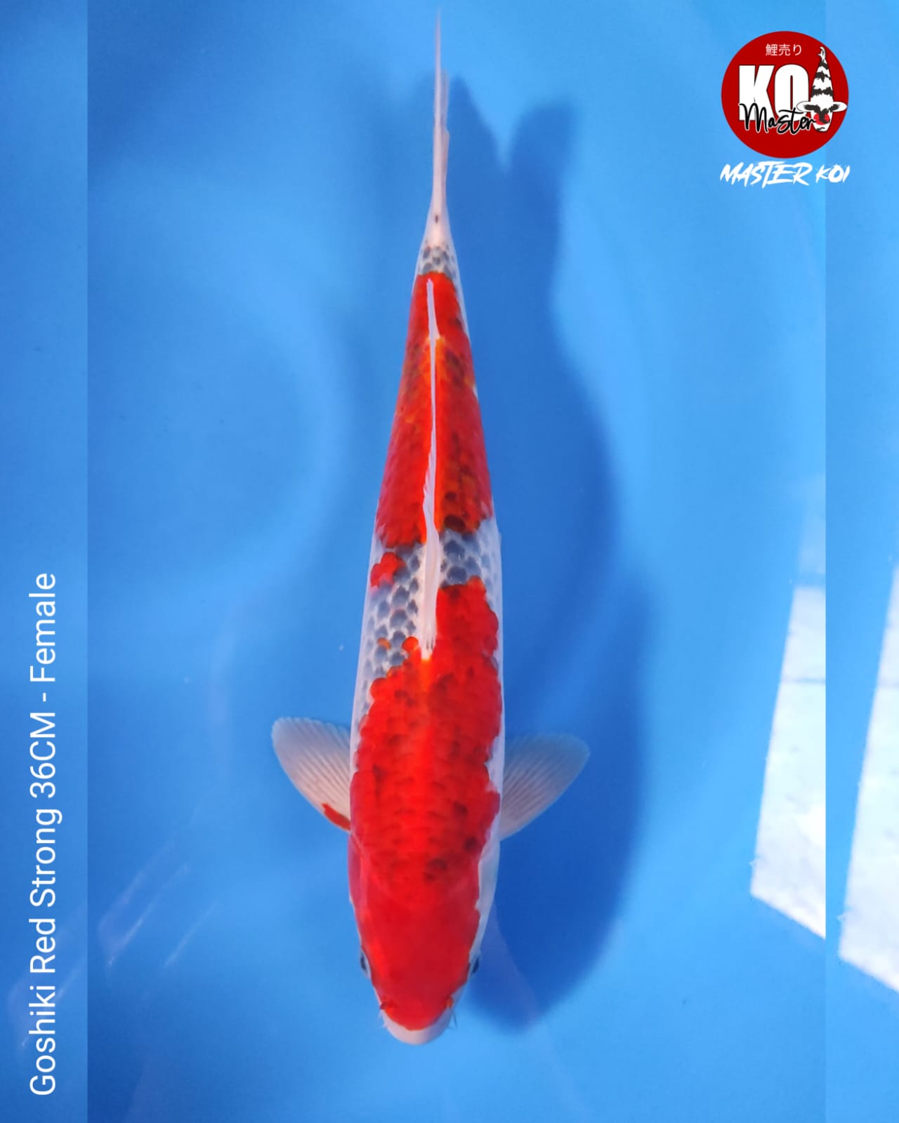 GOSHIKI RED STRONG 40cm
