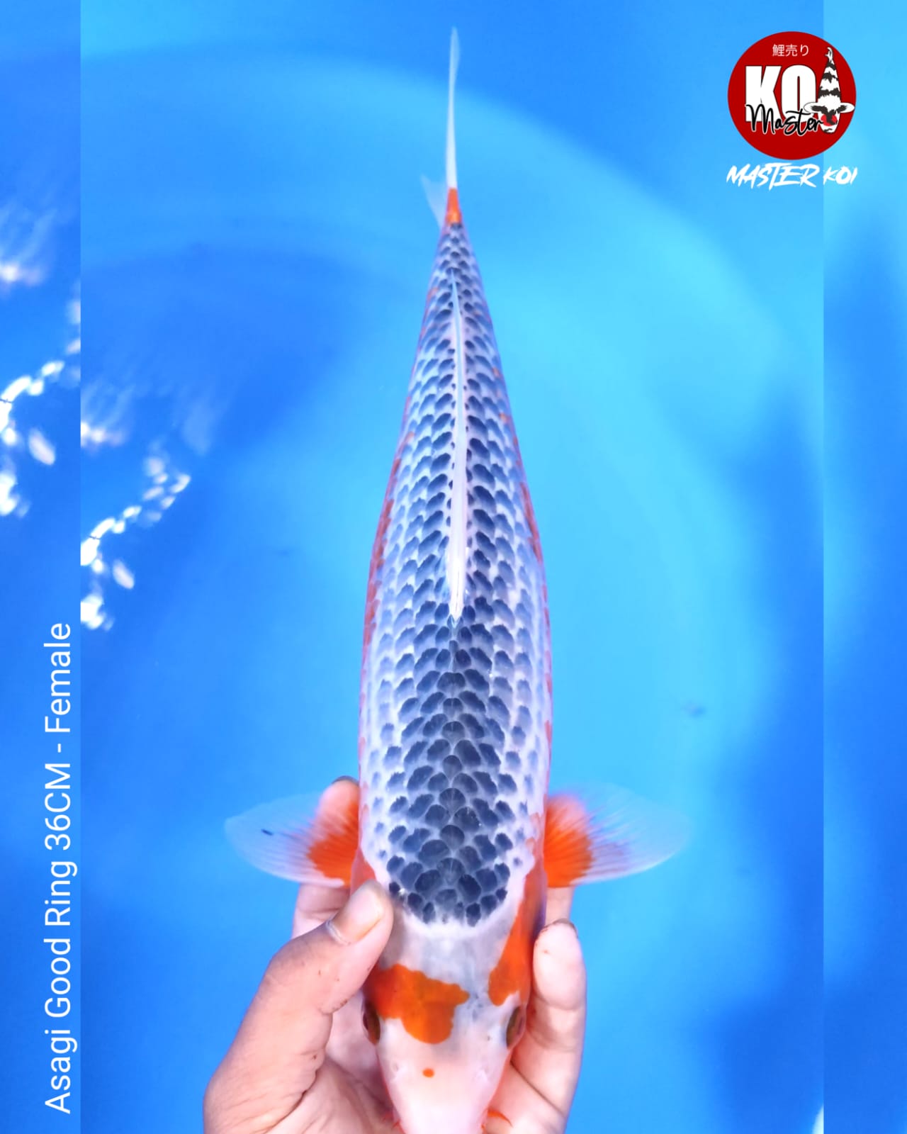 ASAGI HIGH QUALITY 36cm