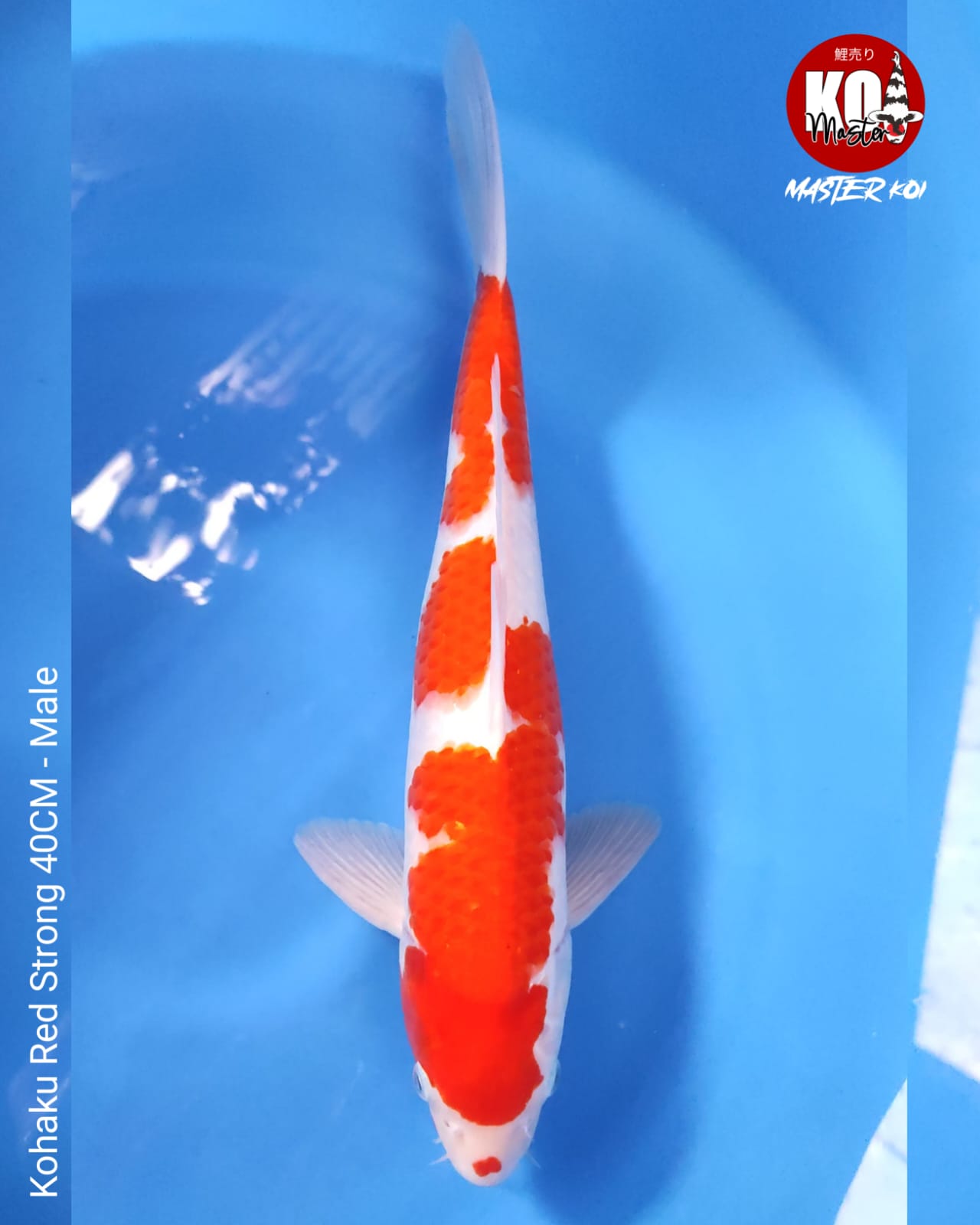 KOHAKU RED 40cm