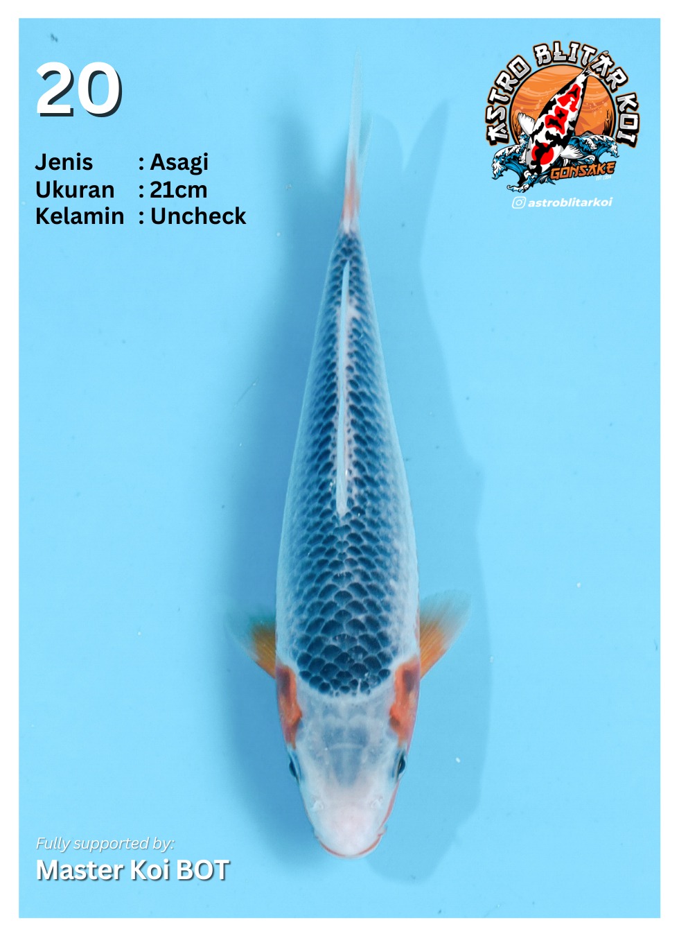 Ikan Koi KC ASTRO KOI - ASAGI 21cm, lelang koi KC ASTRO KOI - ASAGI 21cm, jual koi KC ASTRO KOI - ASAGI 21cm, beli koi KC ASTRO KOI - ASAGI 21cm, Lelang Koi Online, Jual Beli Ikan Koi, Pusat Jual Beli Koi, Info Lelang Koi Hari Ini, Platform Jual Beli Koi, Jual Beli Ikan Koi Online, Marketplace Ikan Koi, Jual Koi Terbaik, Tempat Beli Koi Berkualitas, Pasar Ikan Koi Online Terpercaya, Penjual Ikan Koi Terpercaya, Beli Koi Hias Online, Ikan Koi untuk Dijual, Koi Kualitas Terbaik, Toko Online Ikan Koi, Koi Hias Untuk Dijual, Jual Beli Ikan Koi Lokal, Koi Indonesia Online, Pusat Jual Beli Koi Terbesar