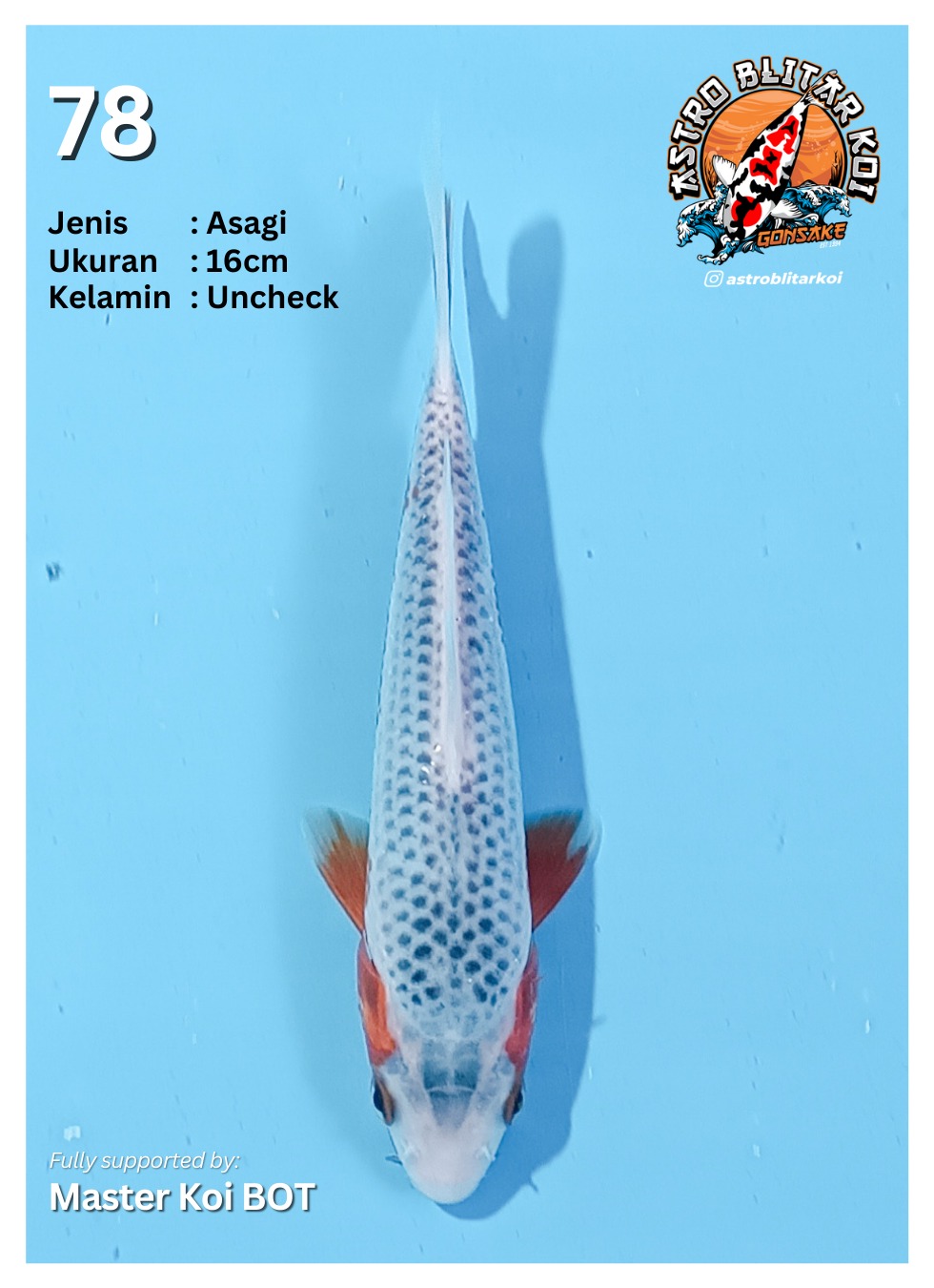 Ikan Koi KC ASTRO KOI - ASAGI 16cm, lelang koi KC ASTRO KOI - ASAGI 16cm, jual koi KC ASTRO KOI - ASAGI 16cm, beli koi KC ASTRO KOI - ASAGI 16cm, Lelang Koi Online, Jual Beli Ikan Koi, Pusat Jual Beli Koi, Info Lelang Koi Hari Ini, Platform Jual Beli Koi, Jual Beli Ikan Koi Online, Marketplace Ikan Koi, Jual Koi Terbaik, Tempat Beli Koi Berkualitas, Pasar Ikan Koi Online Terpercaya, Penjual Ikan Koi Terpercaya, Beli Koi Hias Online, Ikan Koi untuk Dijual, Koi Kualitas Terbaik, Toko Online Ikan Koi, Koi Hias Untuk Dijual, Jual Beli Ikan Koi Lokal, Koi Indonesia Online, Pusat Jual Beli Koi Terbesar