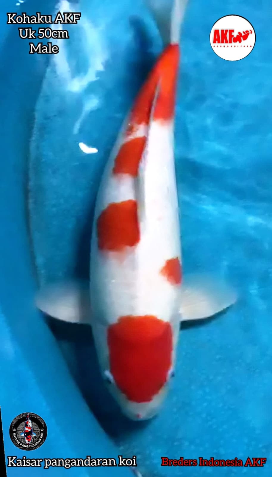 KOHAKU AKF 50cm
