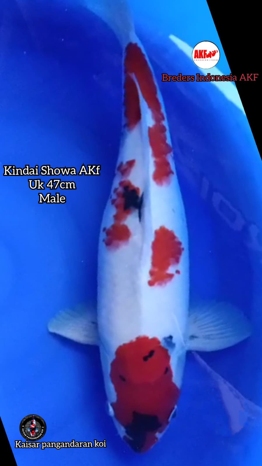 KINDAI SHOWA AKF 47cm