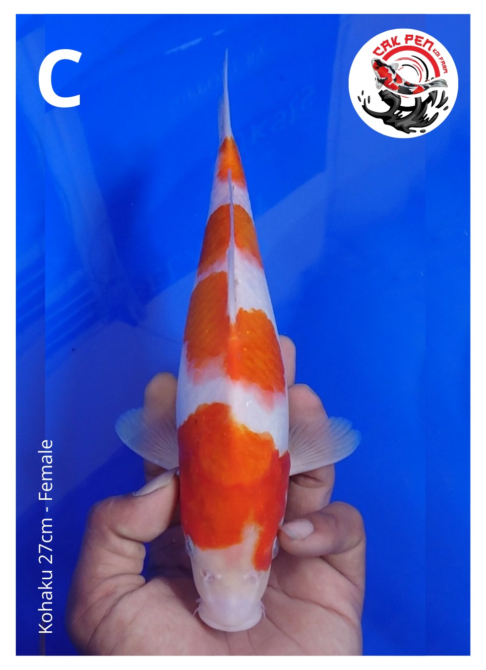 KOHAKU 27cm