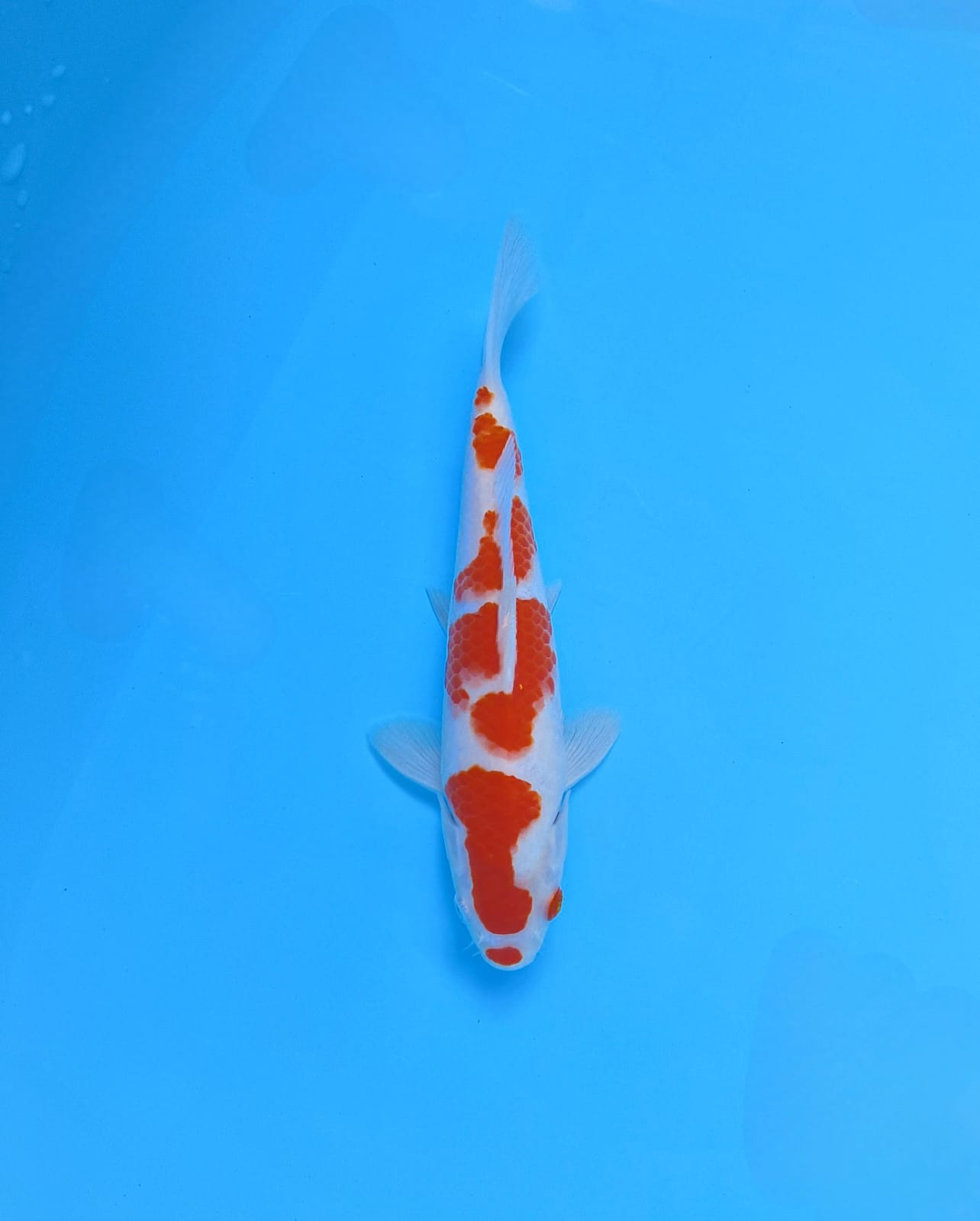 KOHAKU 22cm UNINFO CUT MERAPIKAN