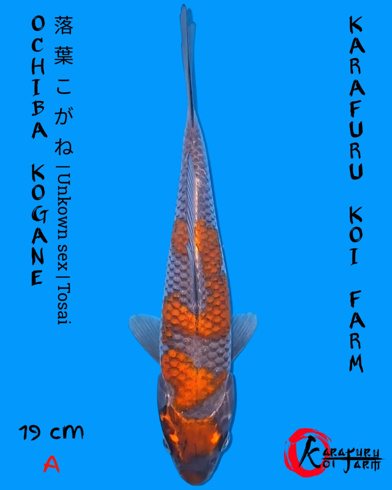 OCHIBA KOGANE 19cm
