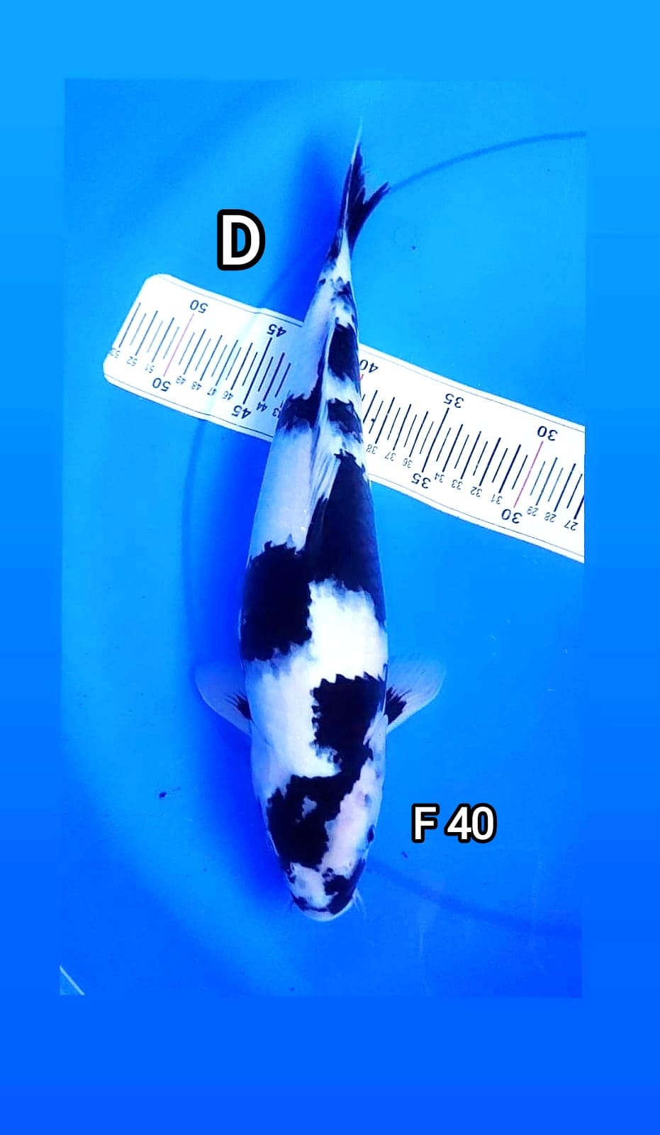 SHIRO F 40cm
