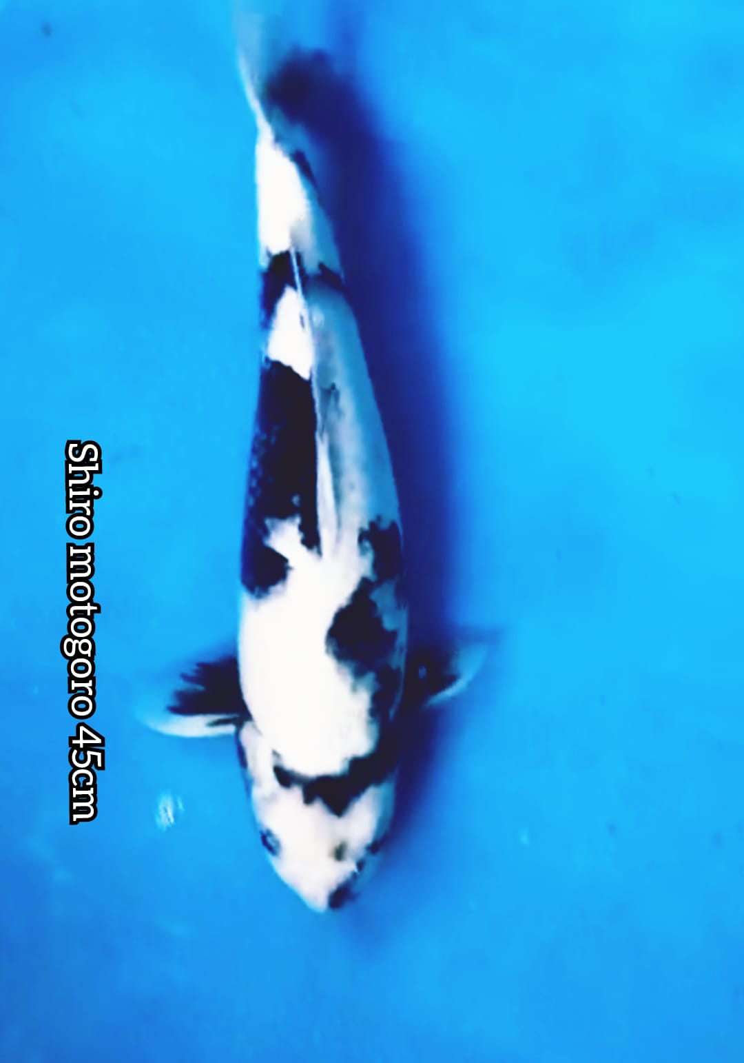 SHIRO 45cm