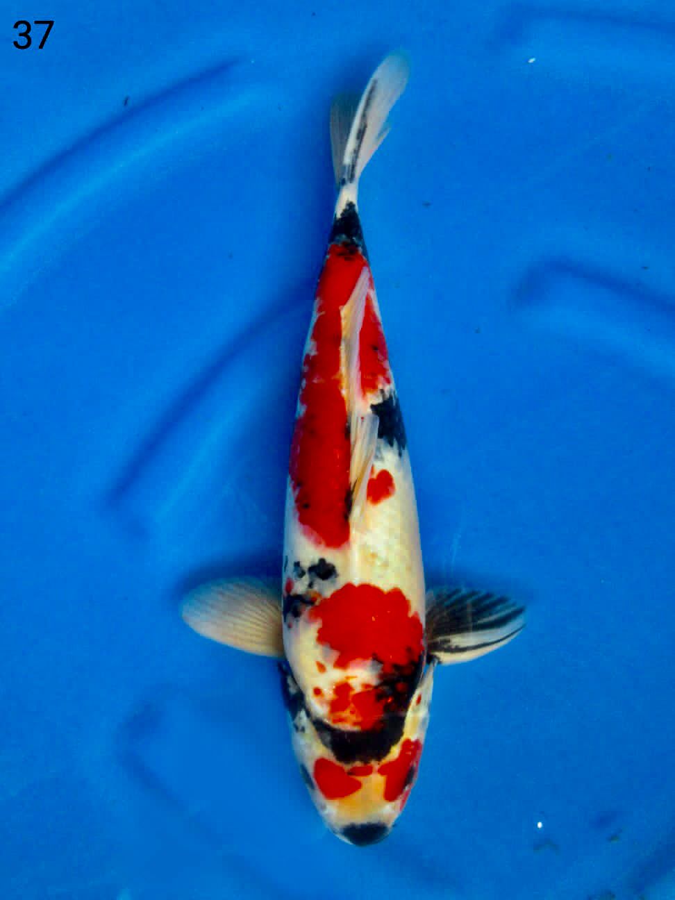 KINDAI SHOWA 37cm MALE